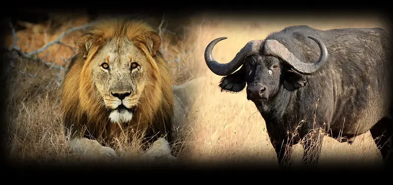 Lion and Buffalo Hunt Niassa Province - Mozambique