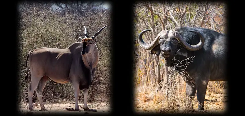 Shooting Day Livingstone Eland and Cape Buffalo Hunting in Mozambique