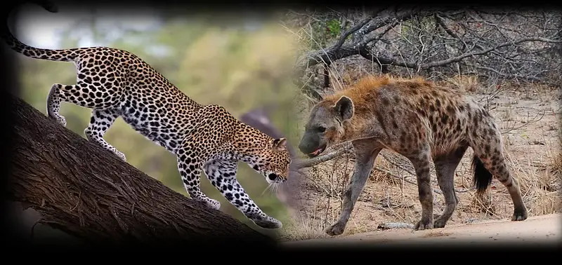 Leopard and Spotted Hyena Hunt Niassa Province Mozambique