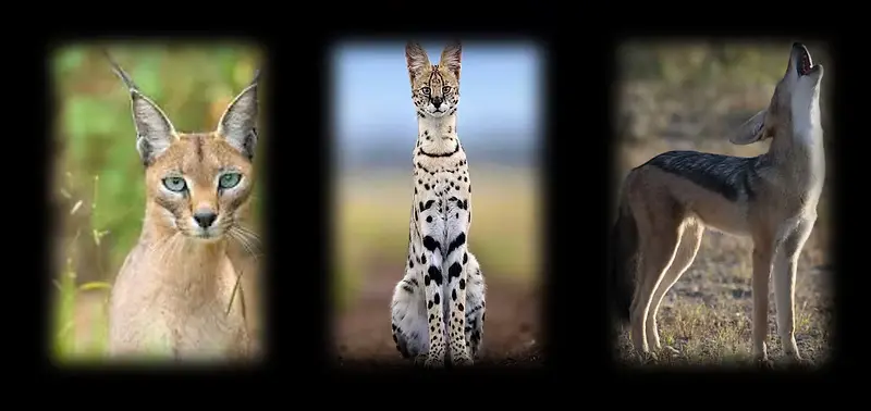 Shooting Day Predator Hunting Limpopo South Africa