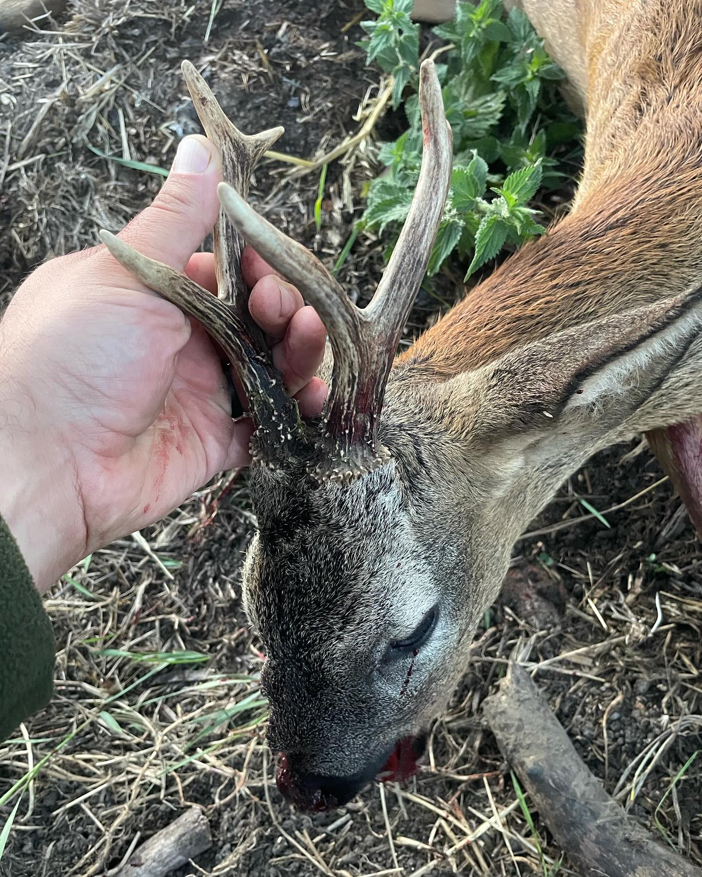 Roe buck stalking