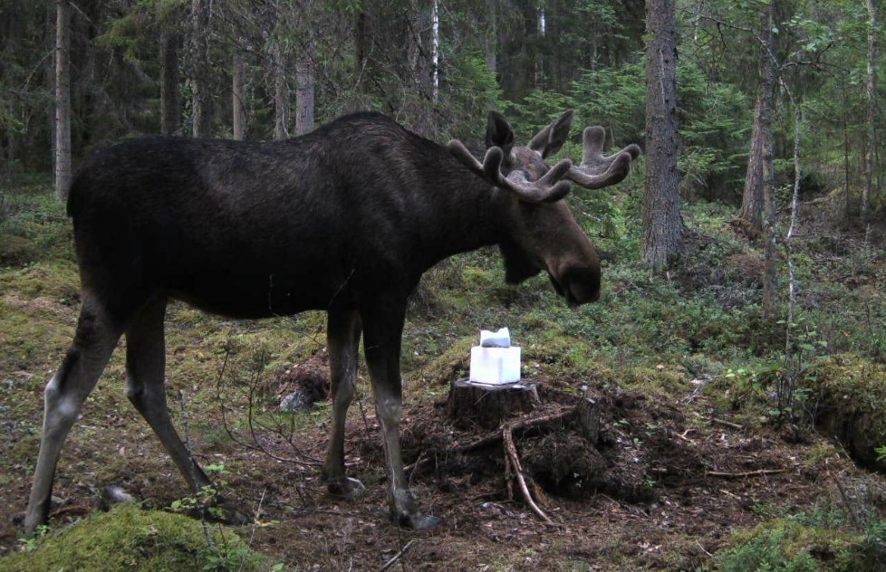 Moose Hunting Finland