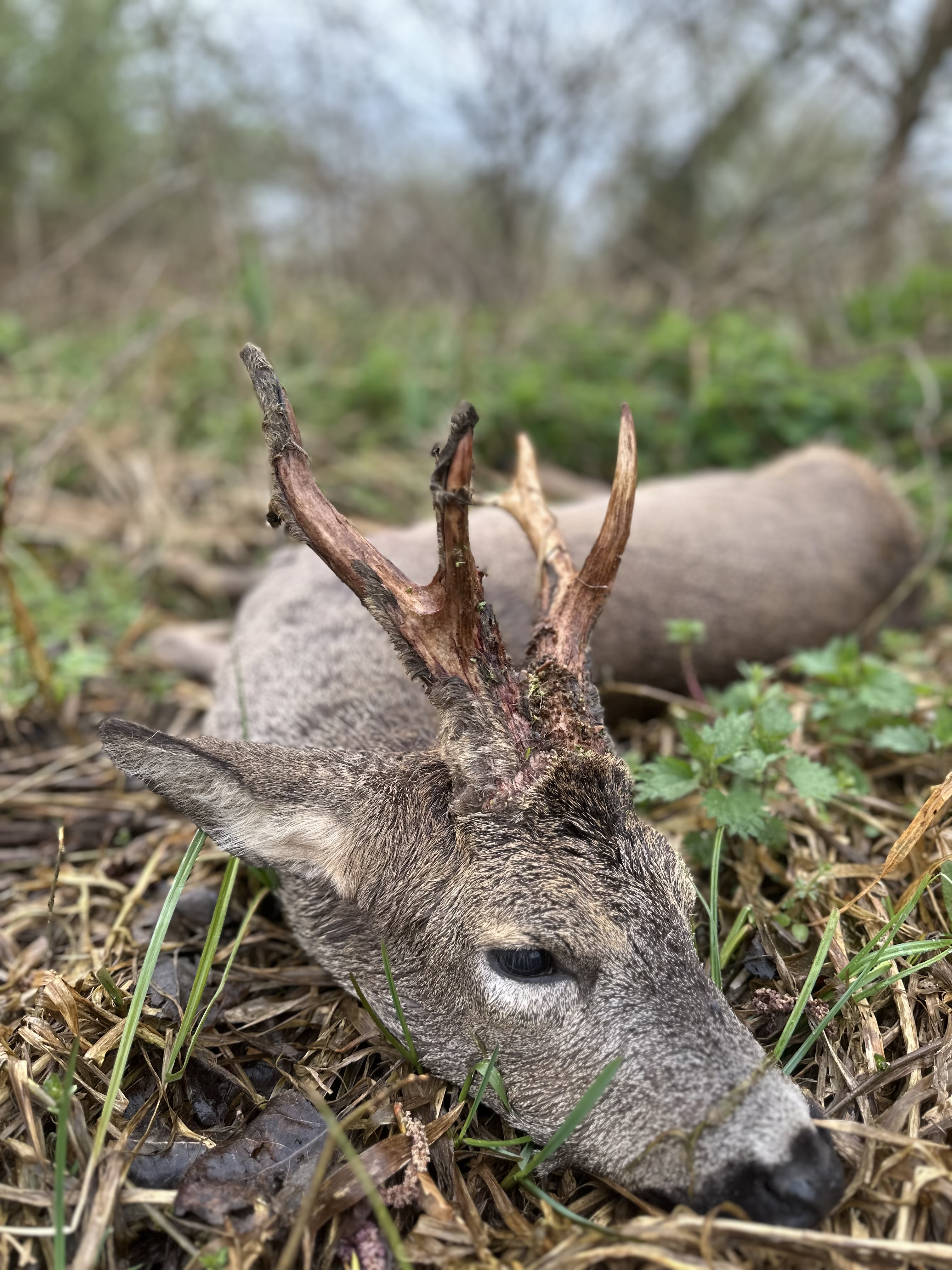 Marshall’s deer services