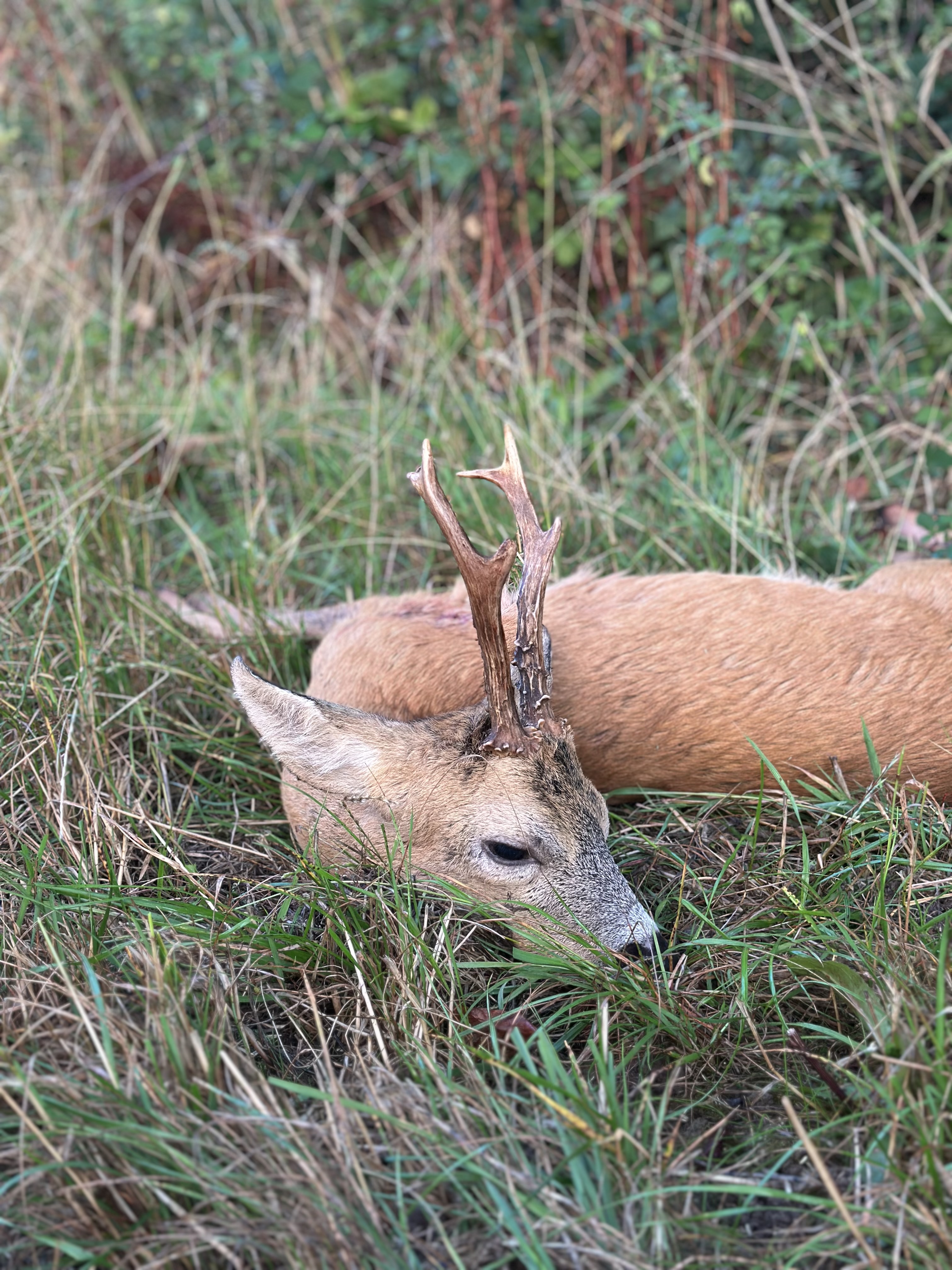 Marshall’s deer services