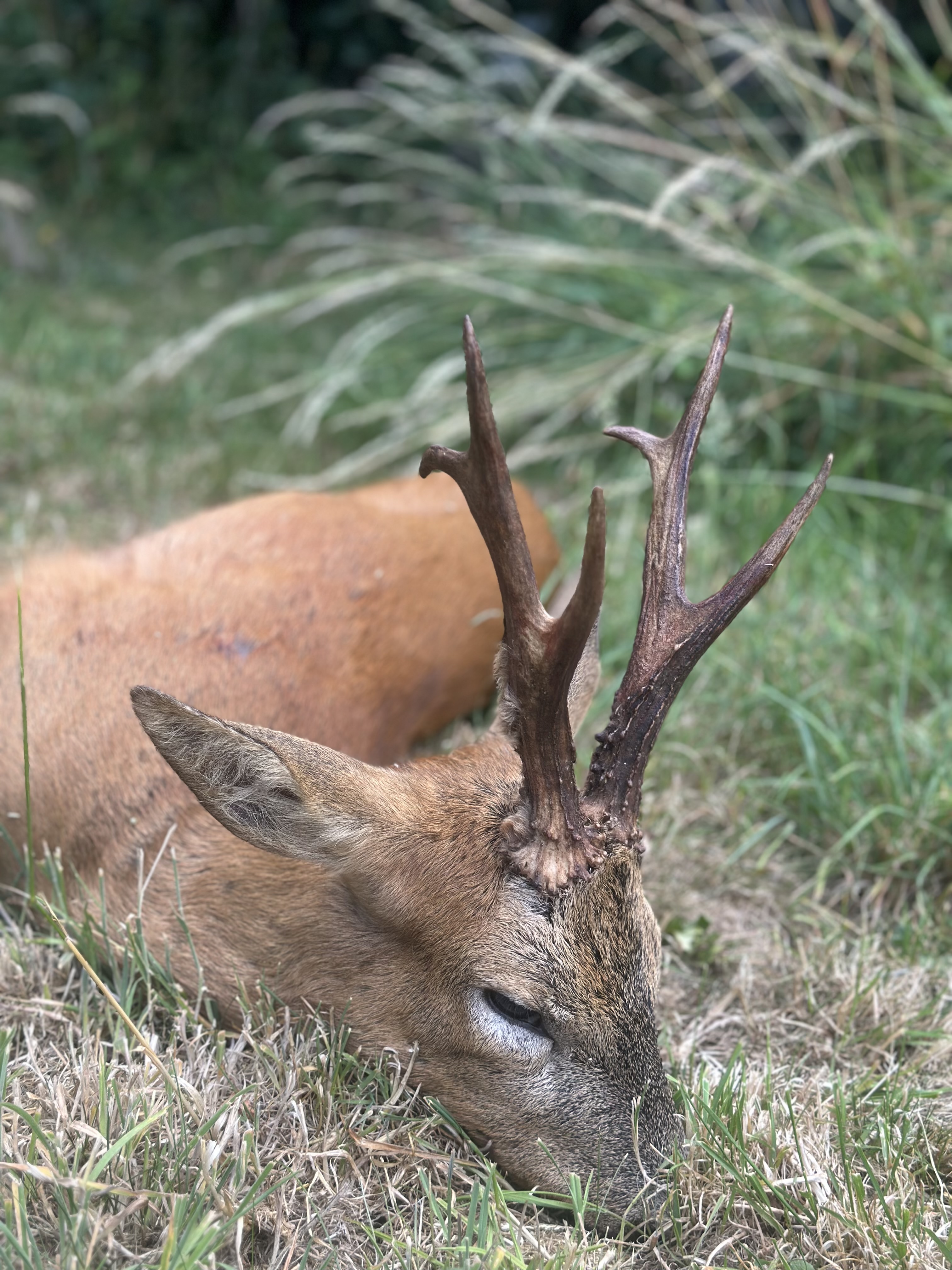 Marshall’s deer services