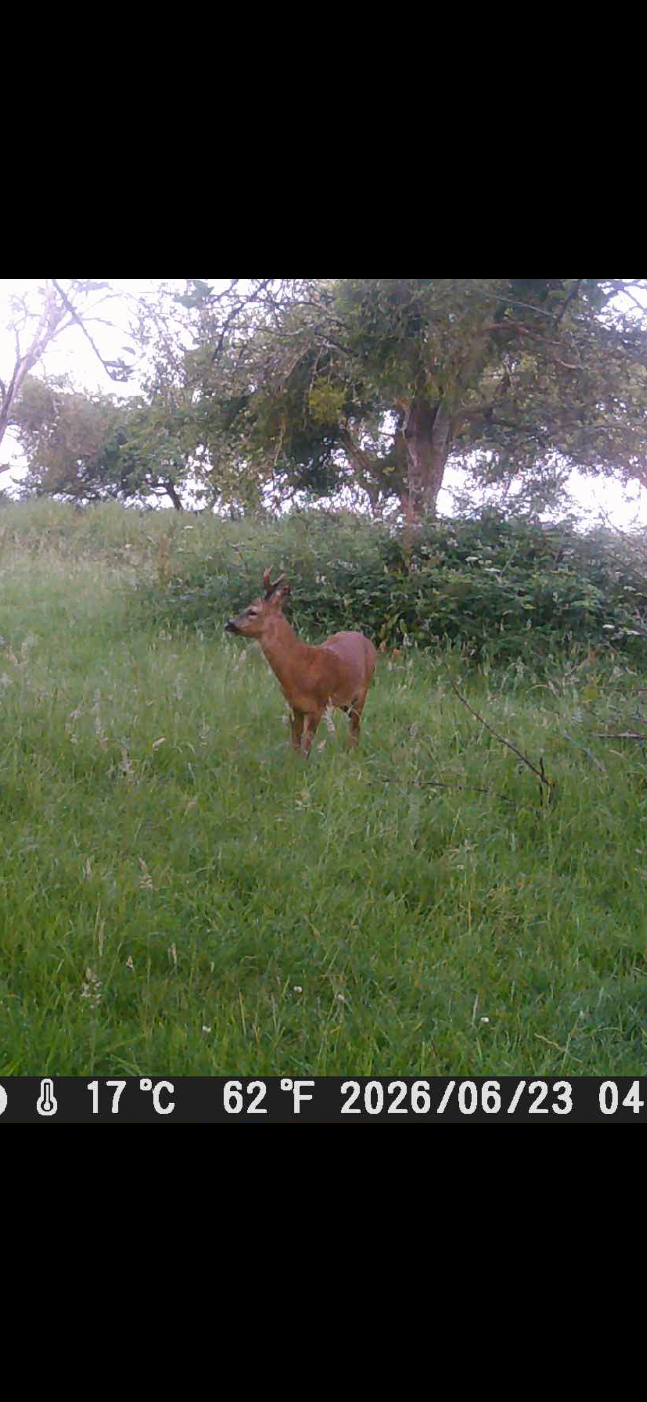 Marshall’s deer services