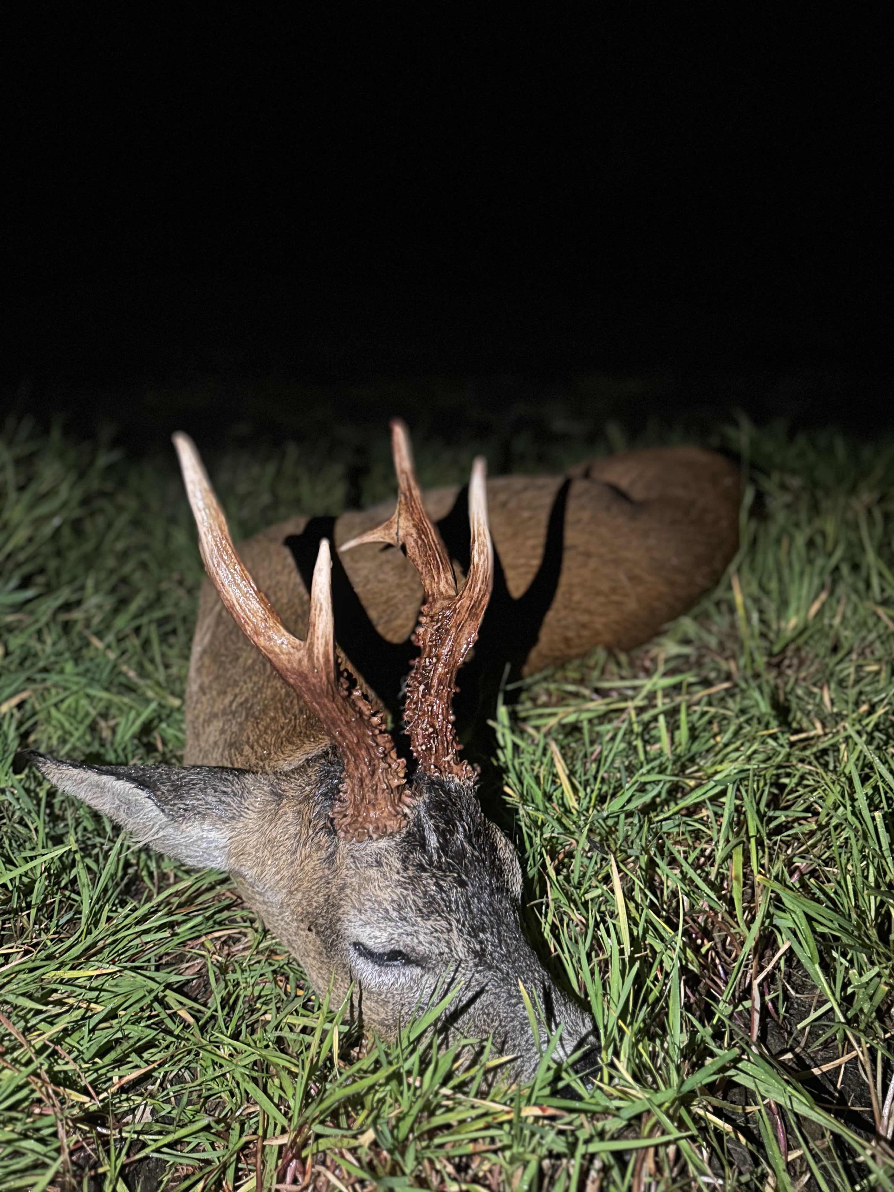 Marshall’s deer services