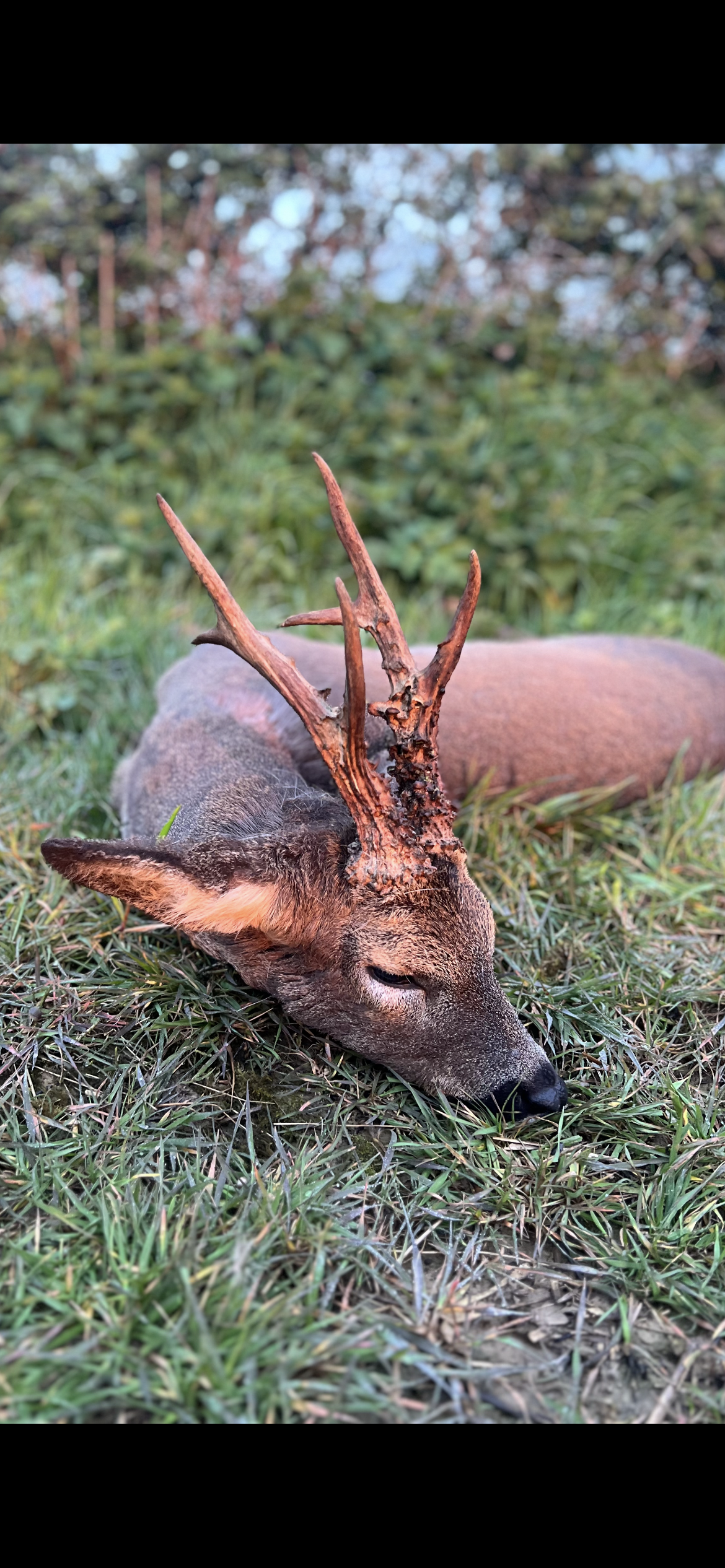 Marshall’s deer services