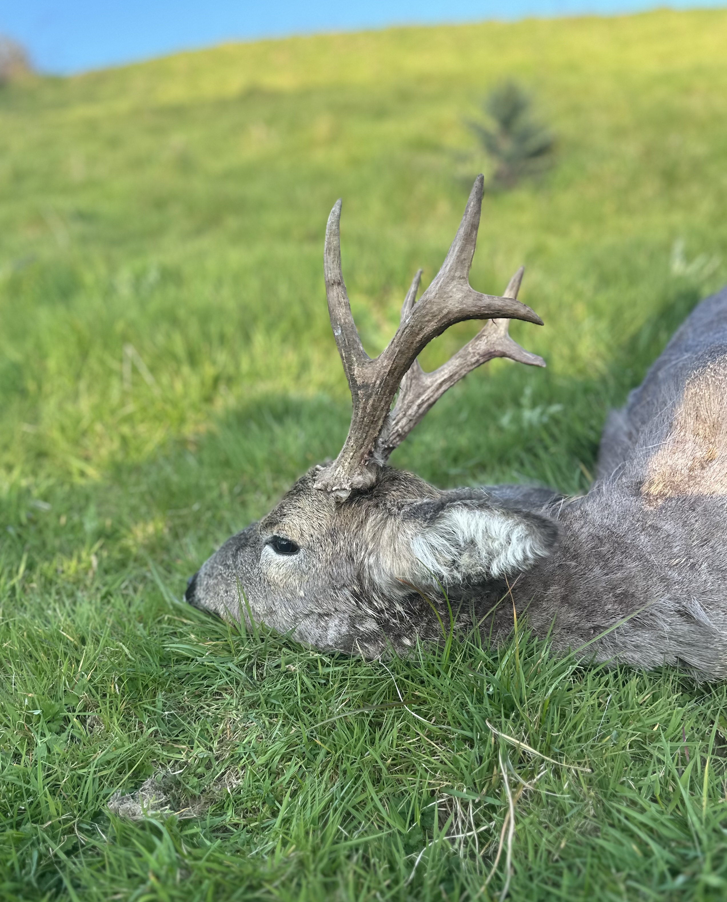 Marshall’s deer services
