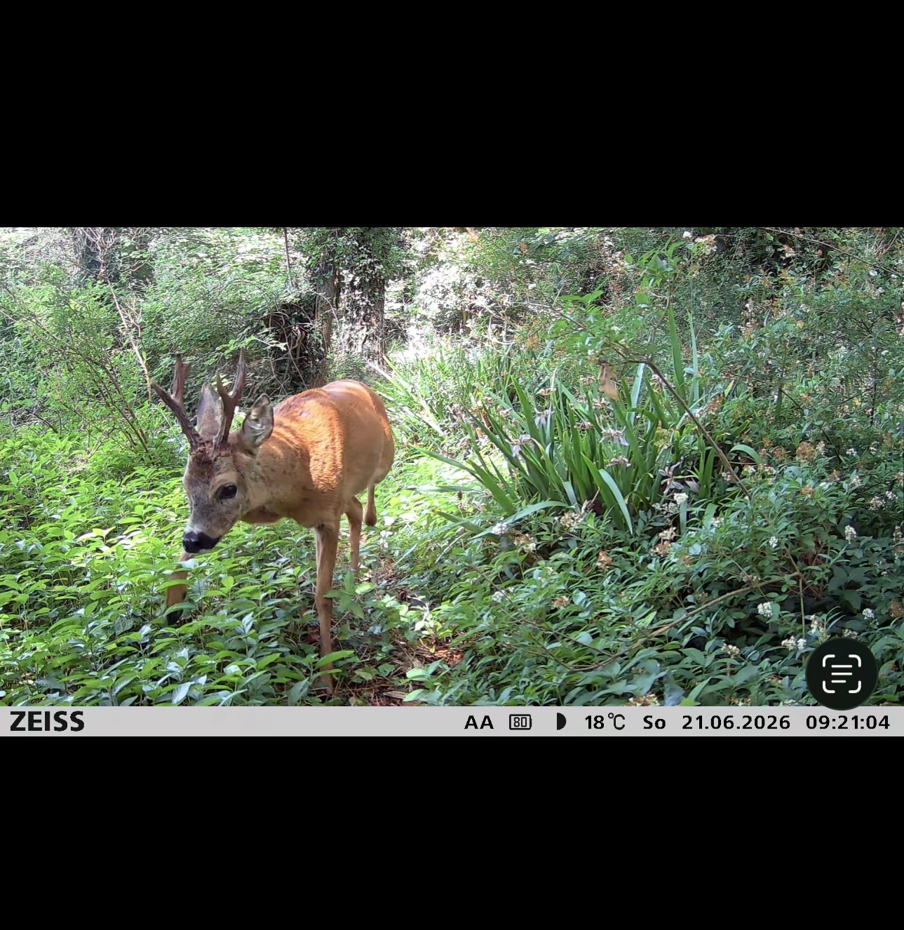 Marshall’s deer services