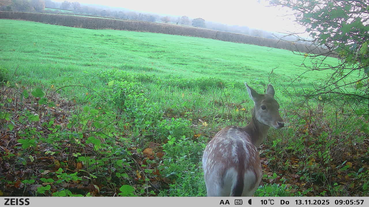 Marshall’s deer services