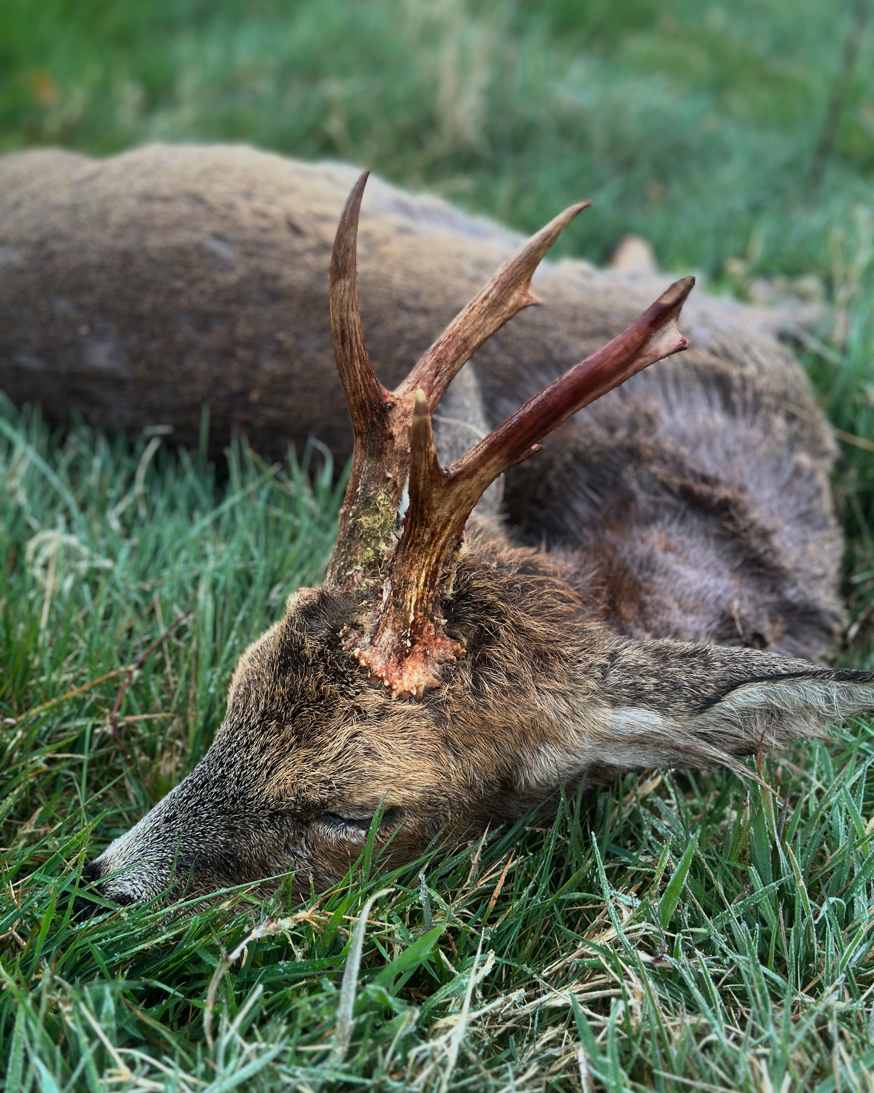 Marshall’s deer services