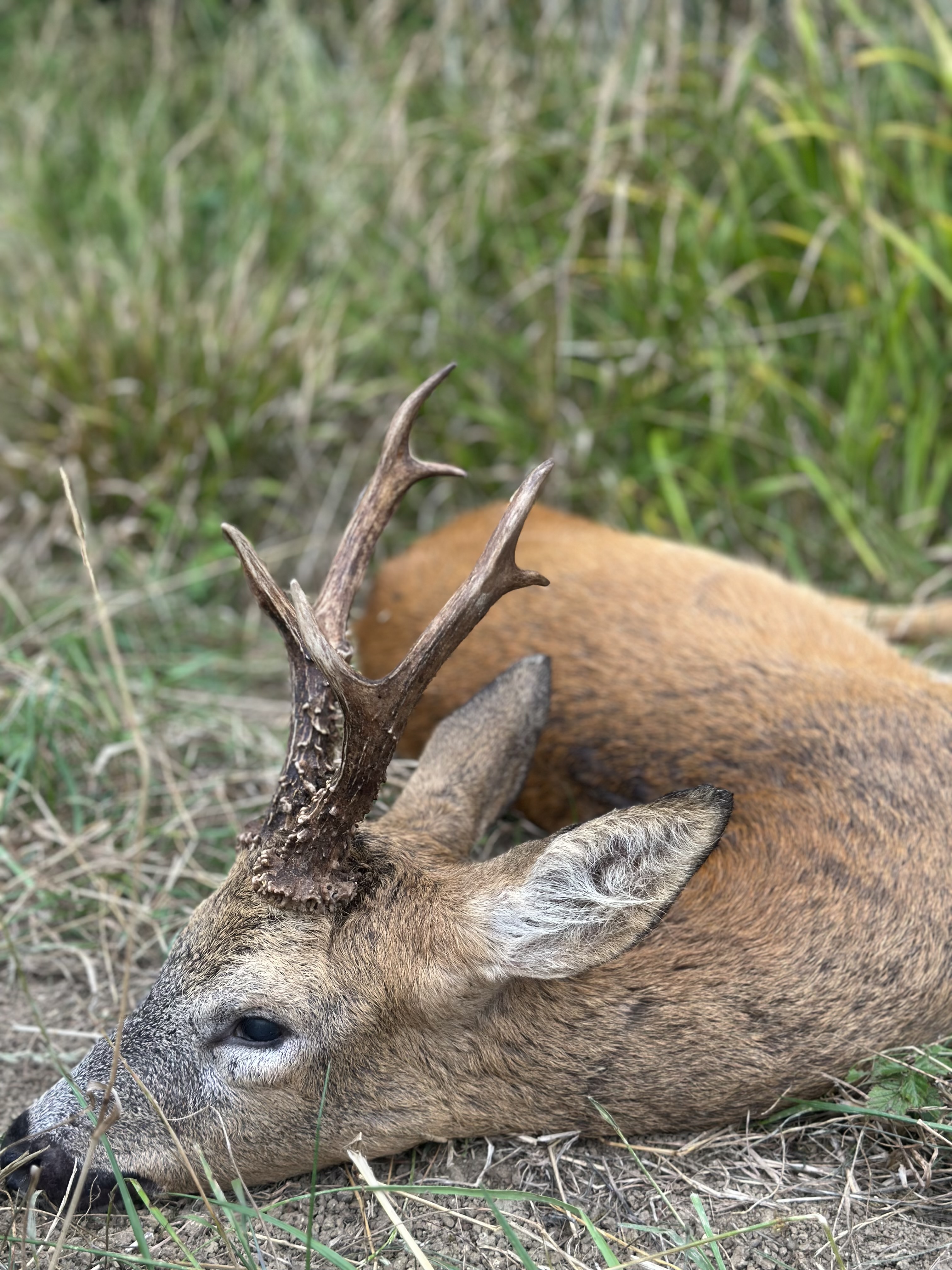 Marshall’s deer services