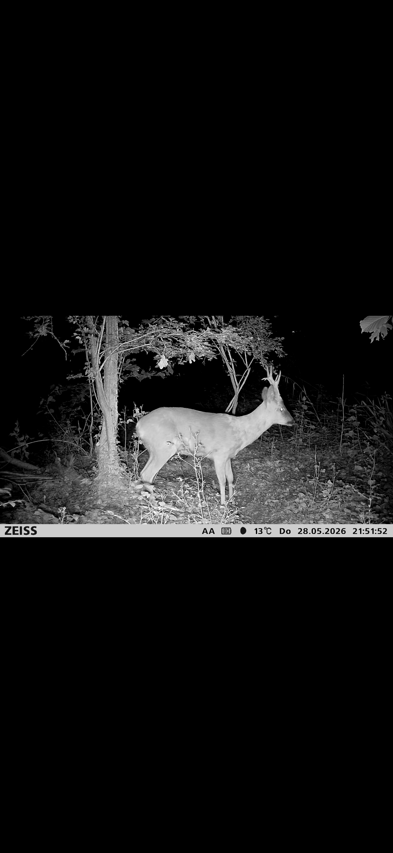 Marshall’s deer services