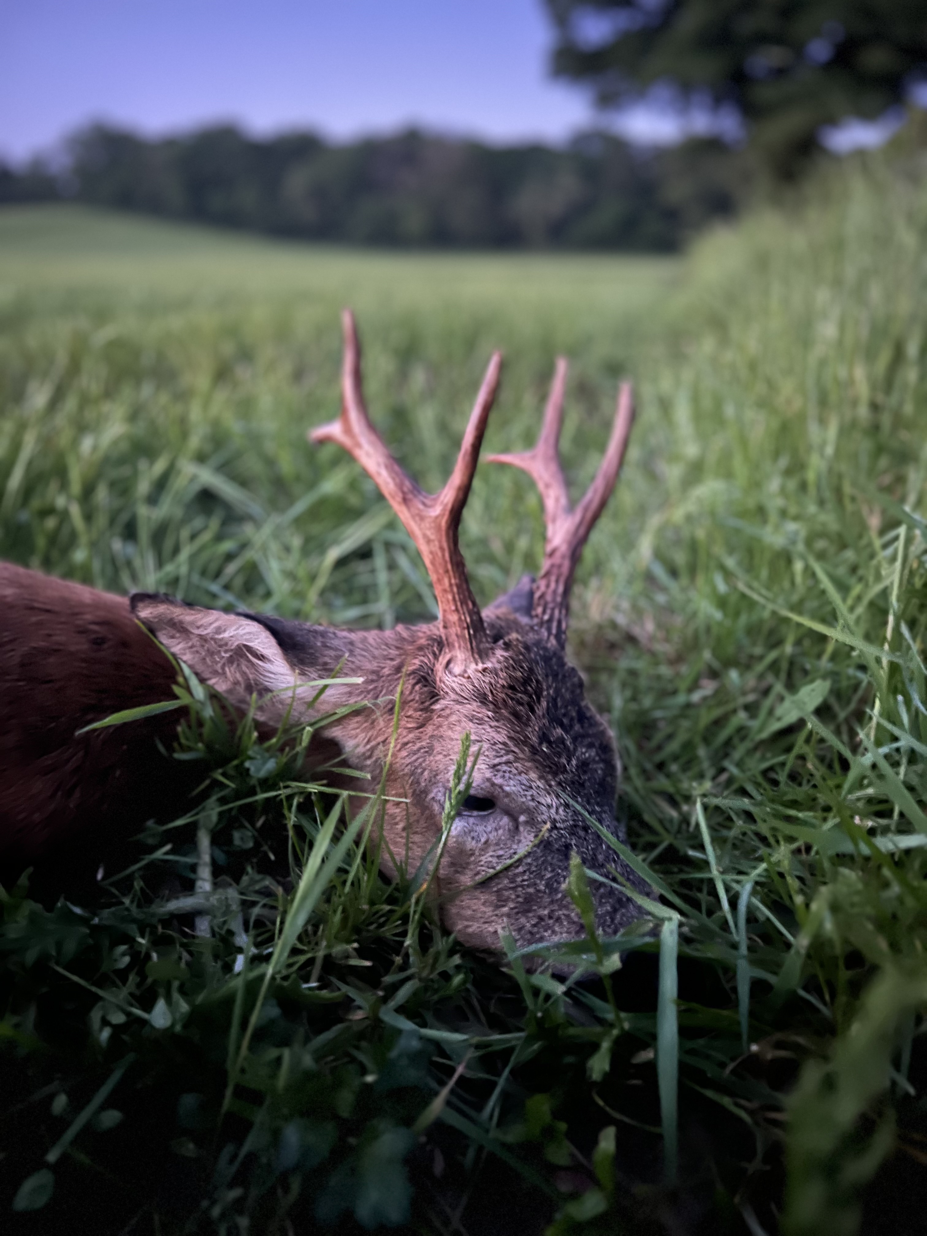 Marshall’s deer services