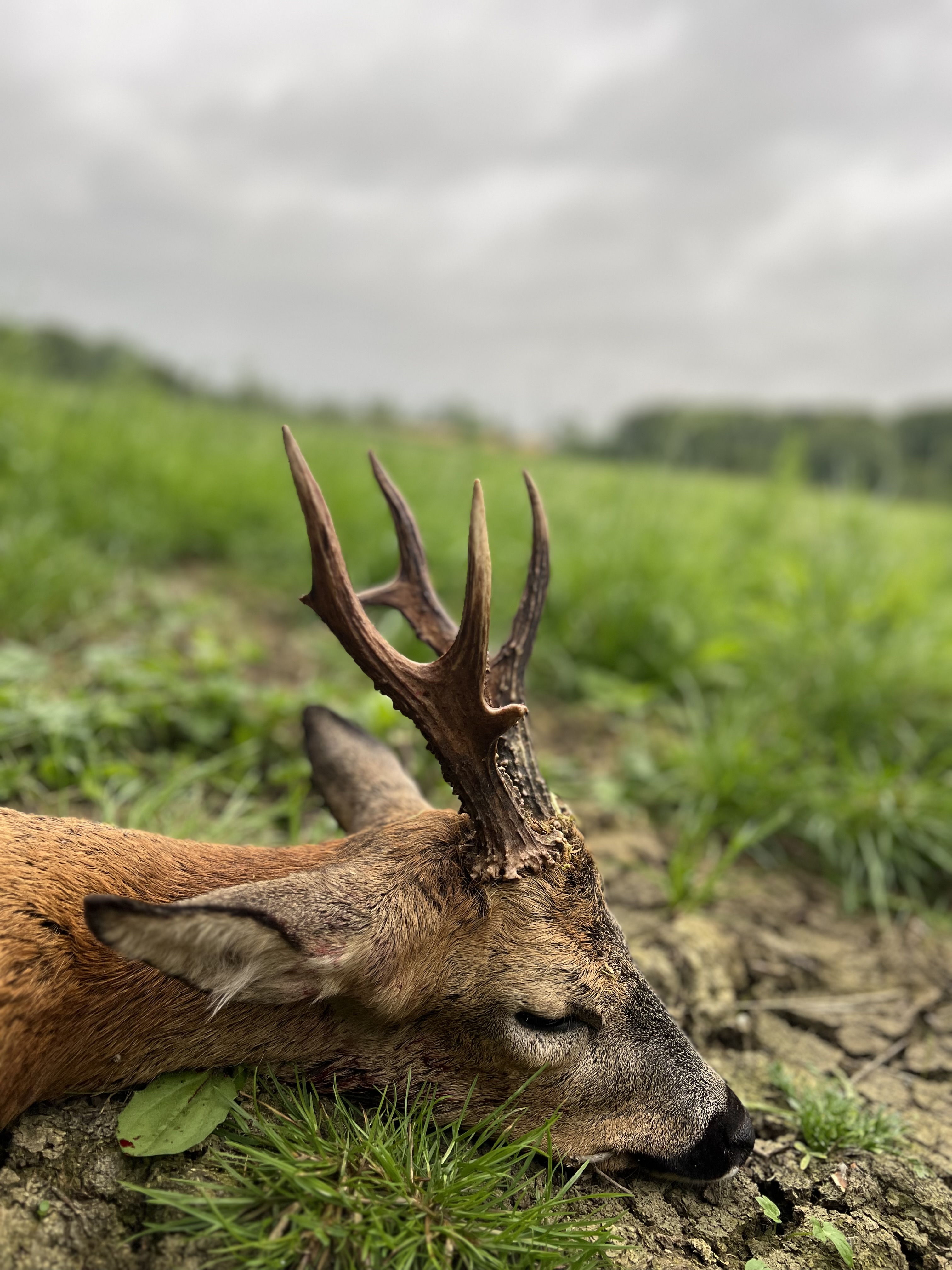 Marshall’s deer services
