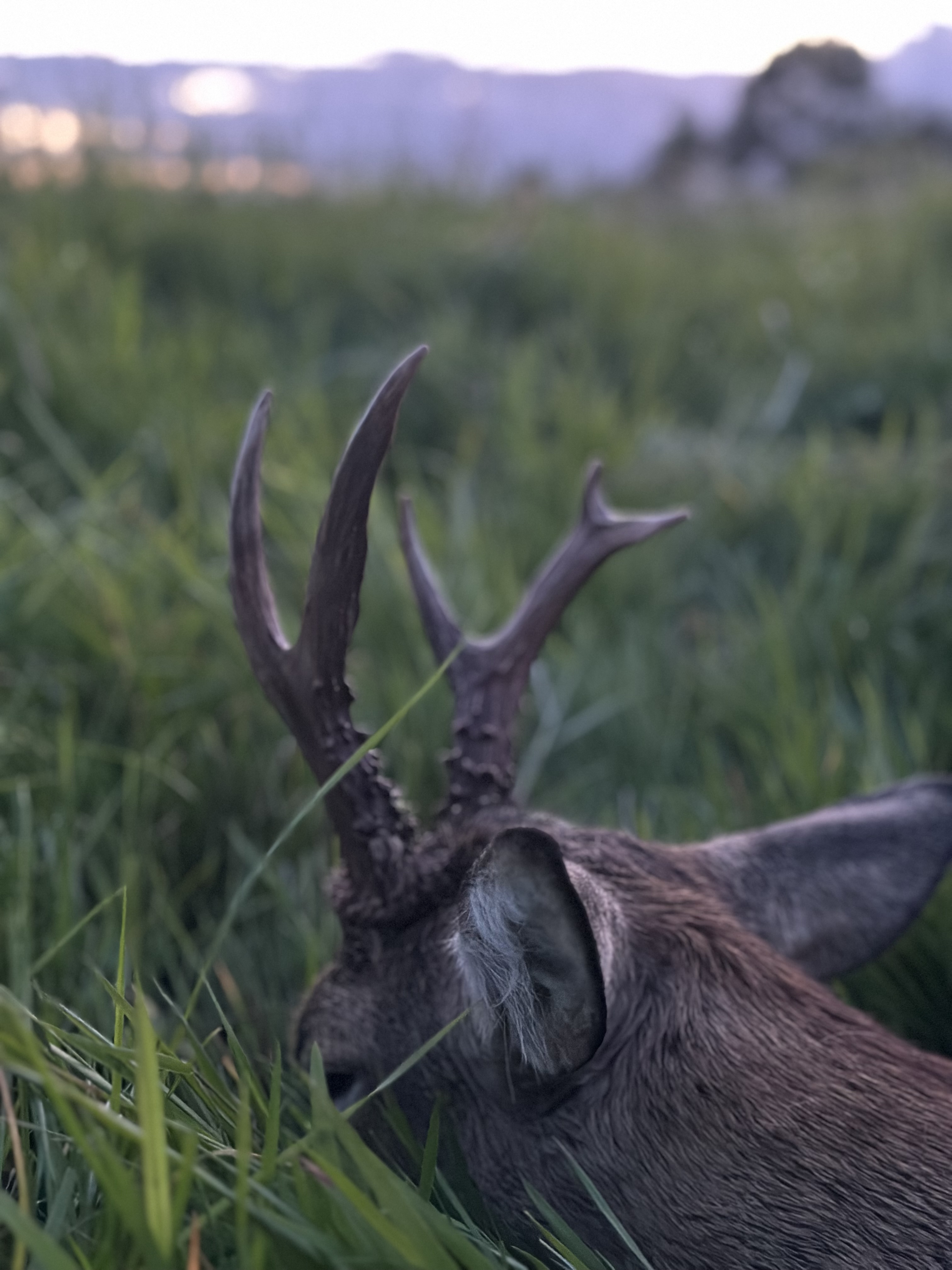 Marshall’s deer services