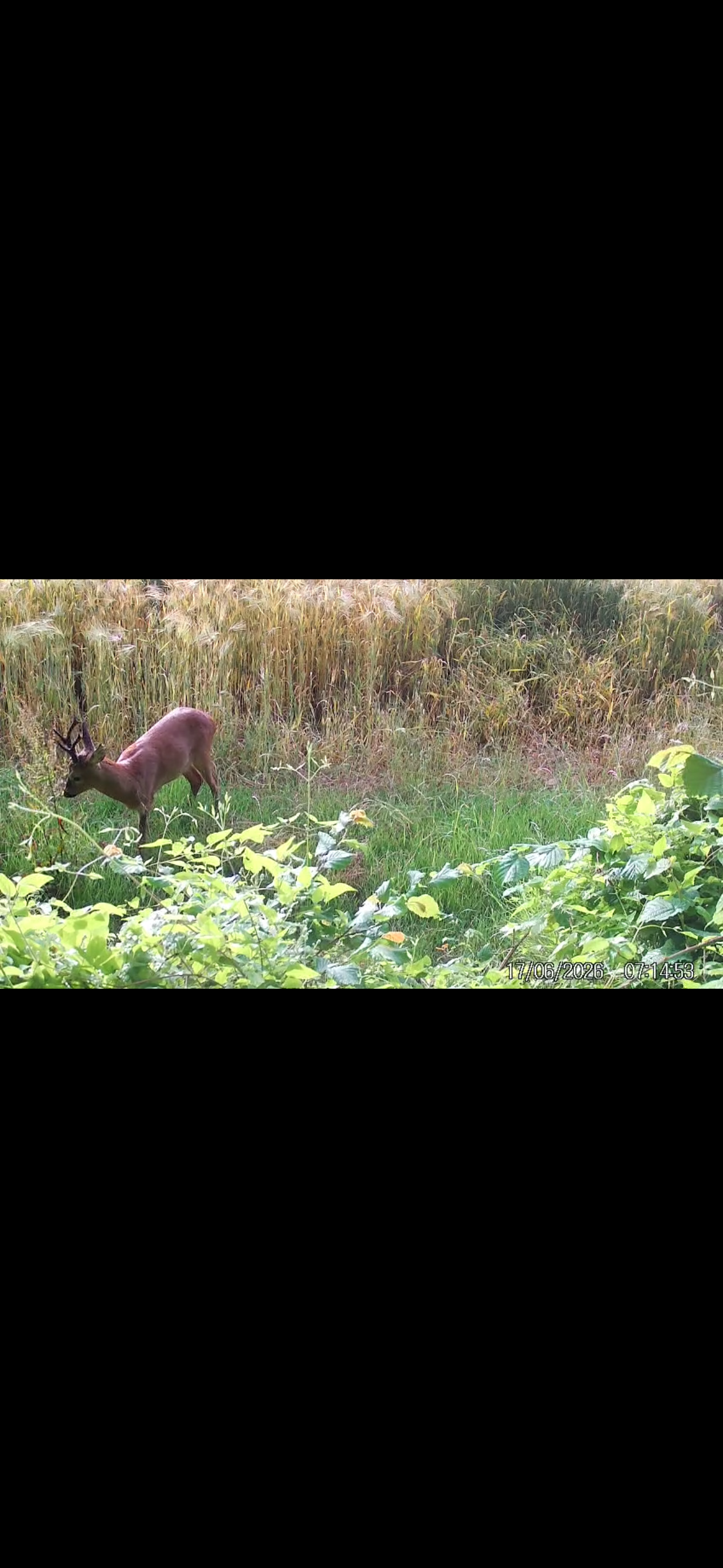 Marshall’s deer services