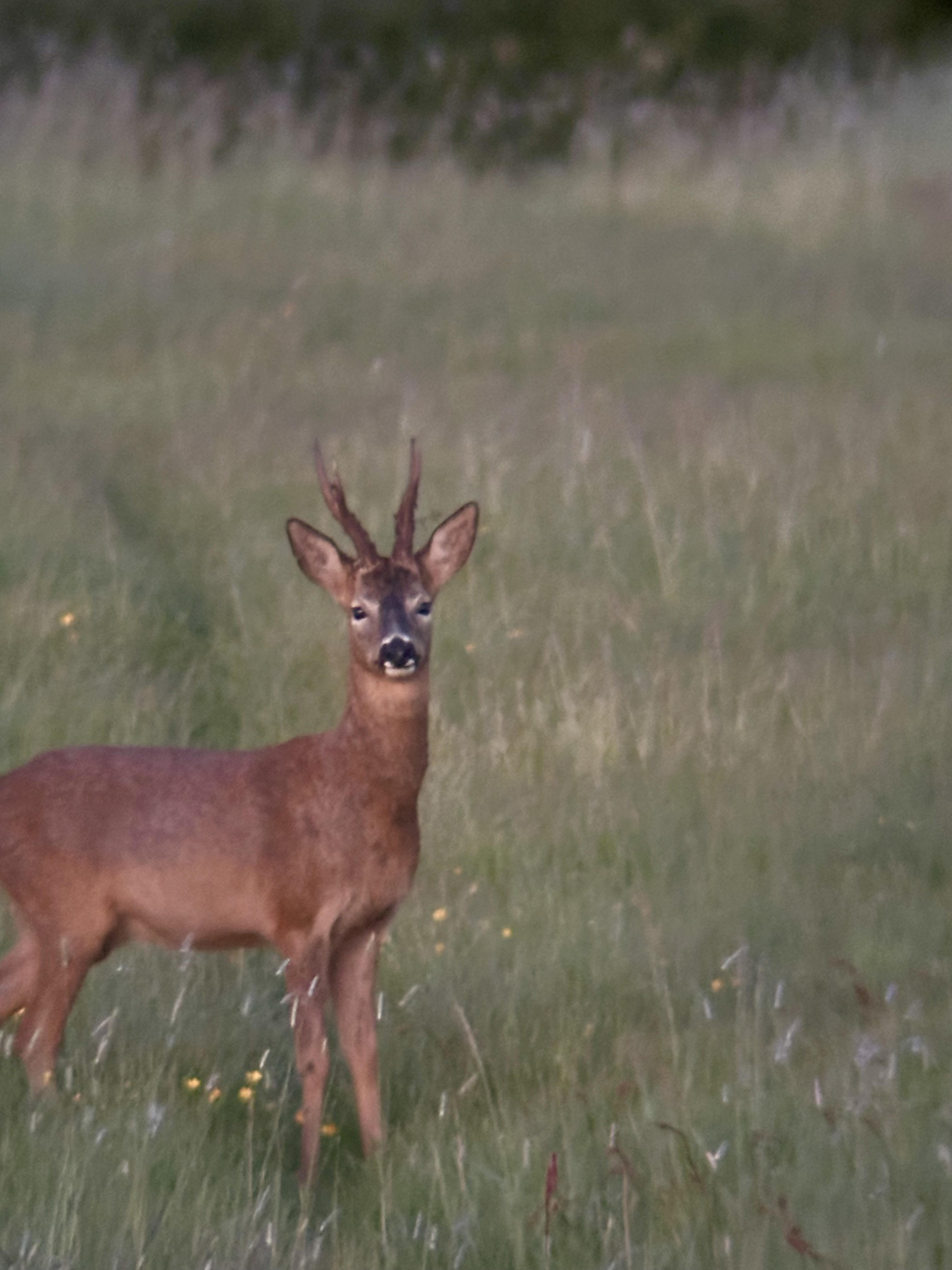 Marshall’s deer services