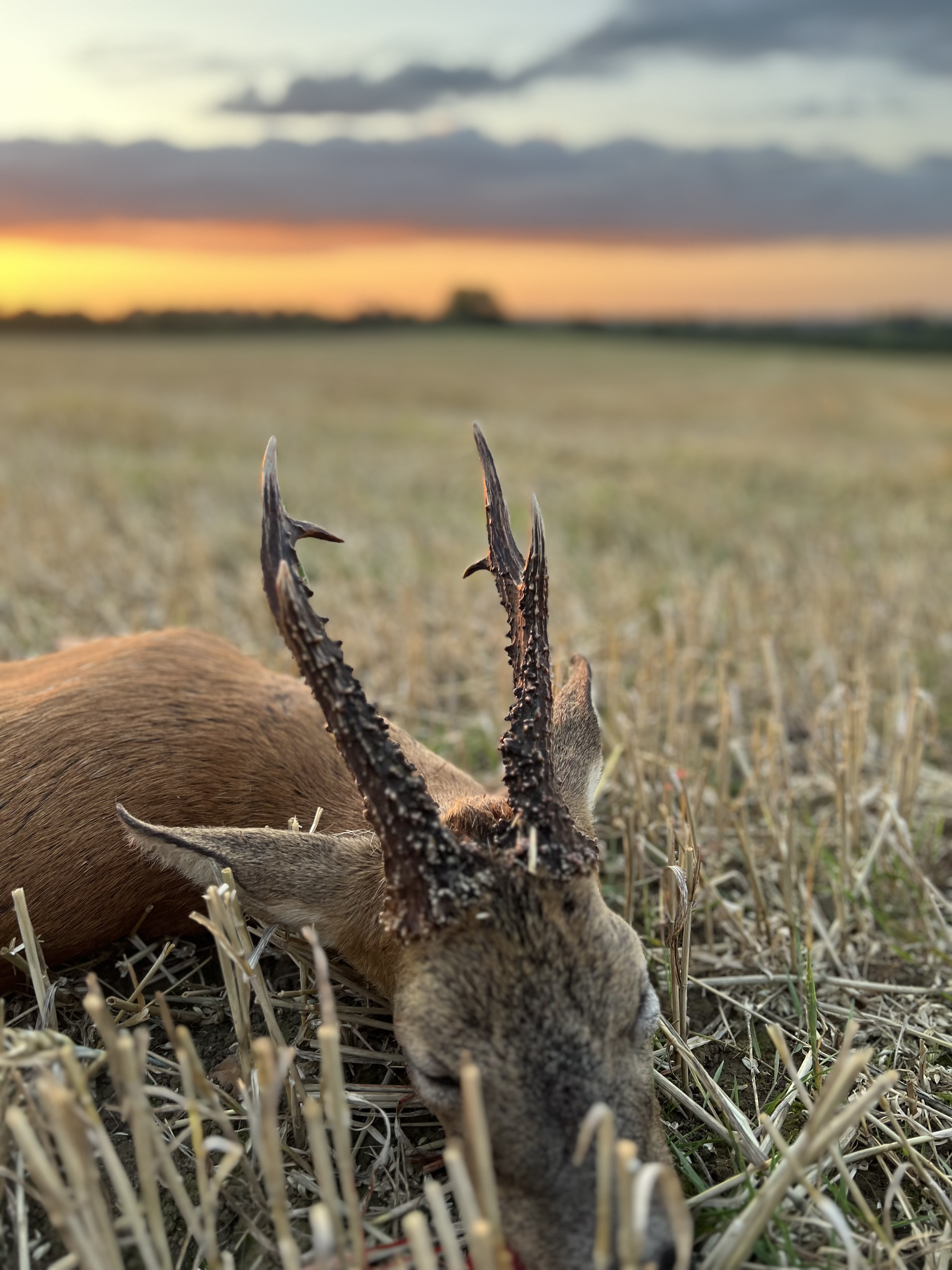 Marshall’s deer services