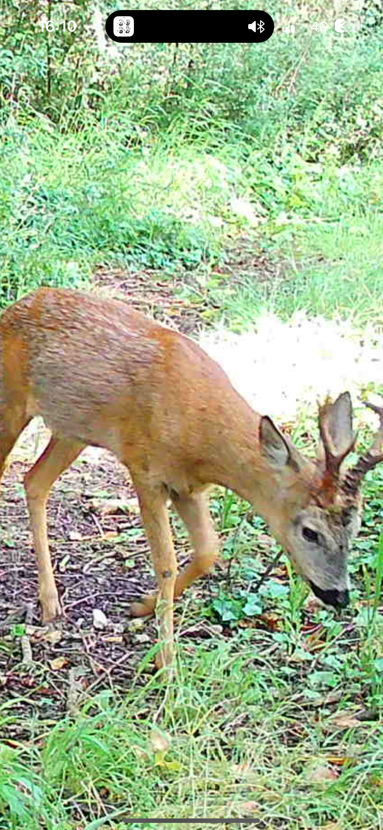 Marshall’s deer services