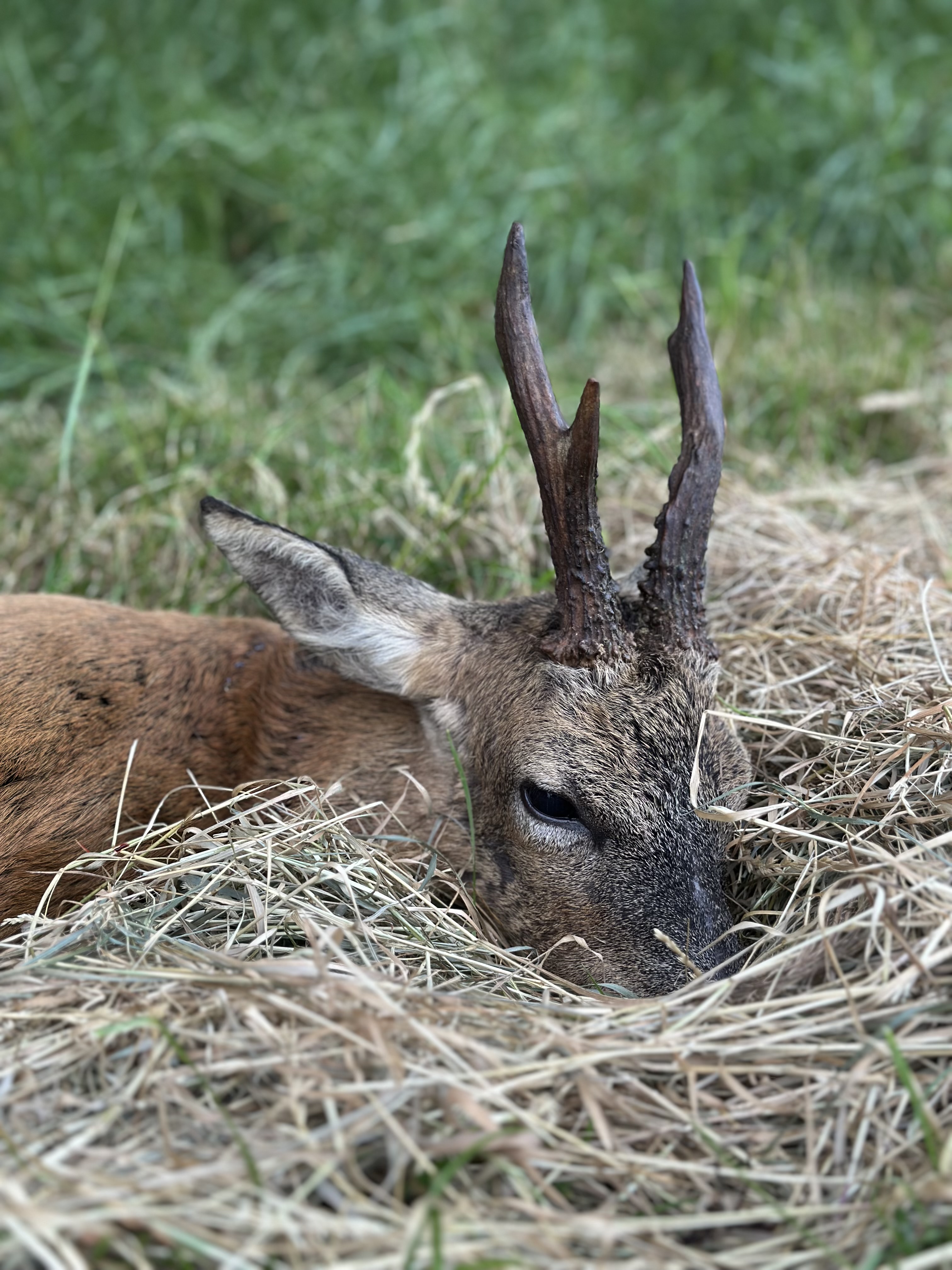 Marshall’s deer services