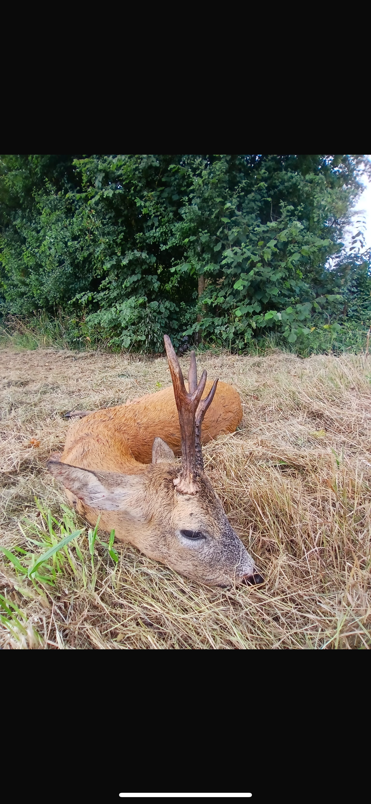 Marshall’s deer services
