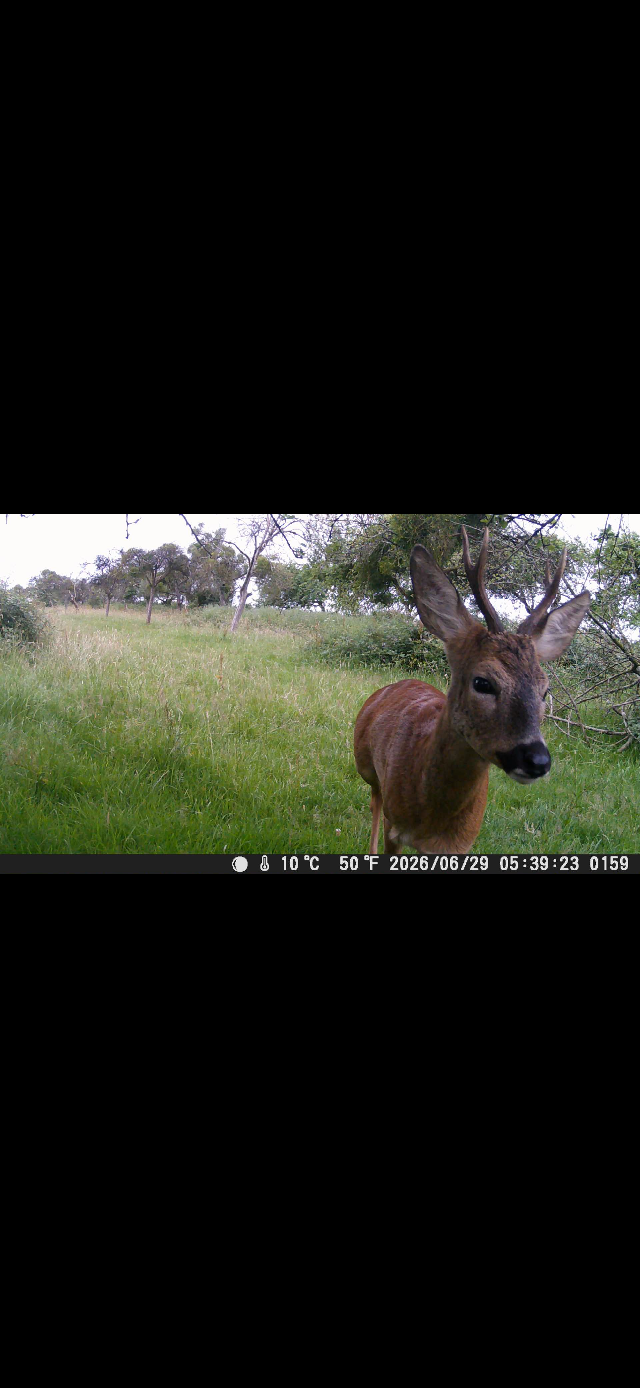Marshall’s deer services