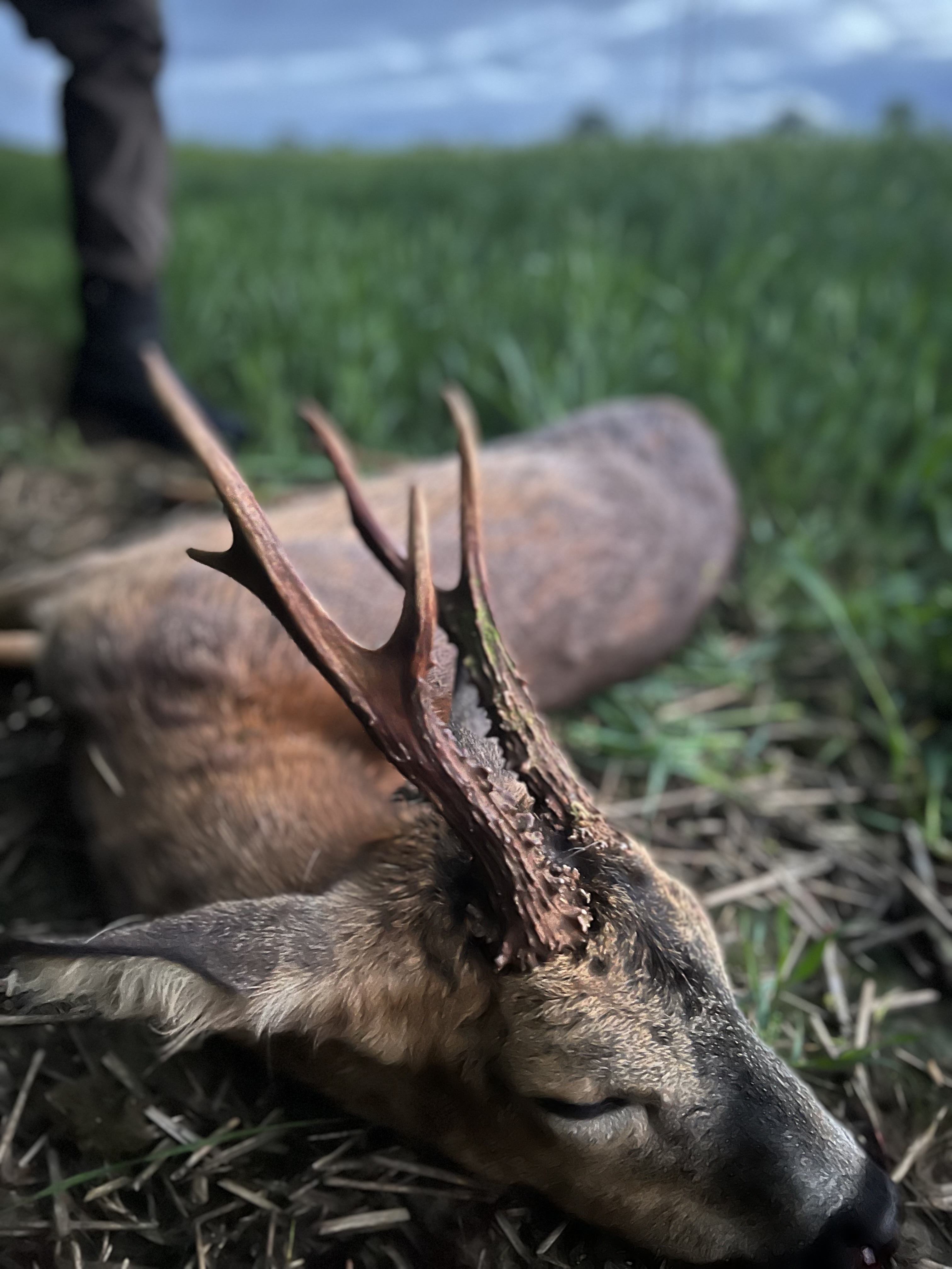 Marshall’s deer services