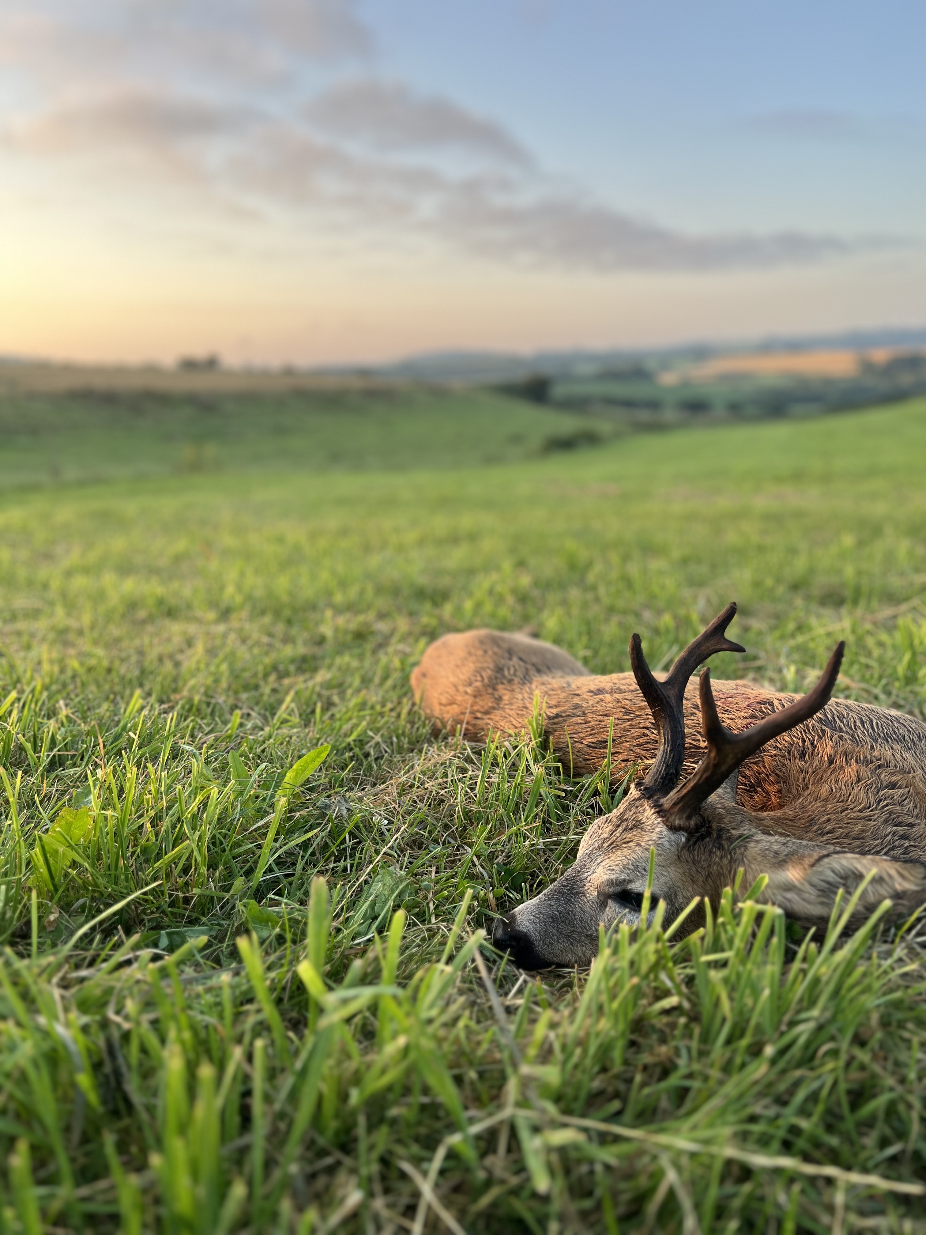 Marshall’s deer services