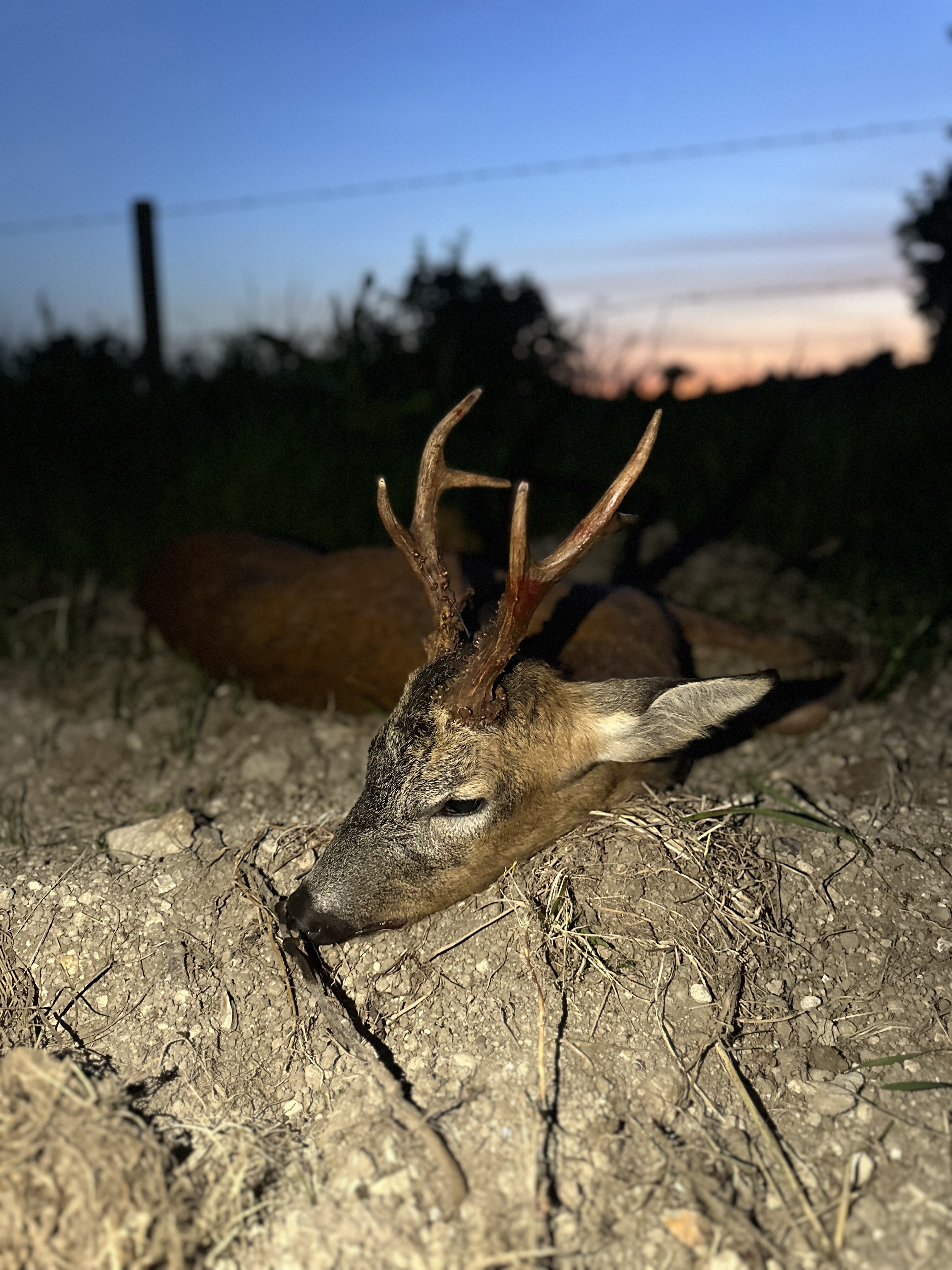 Marshall’s deer services