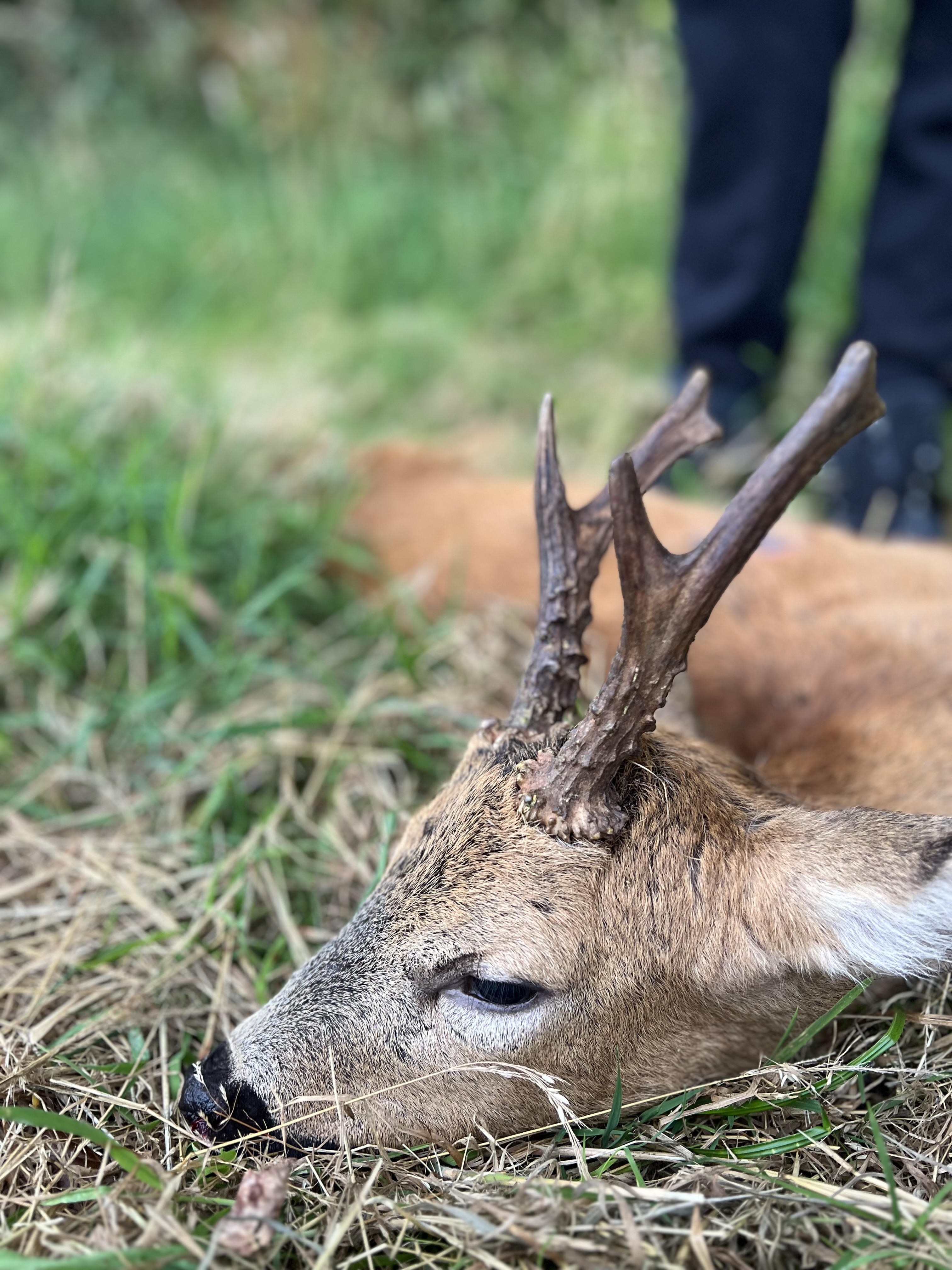 Marshall’s deer services