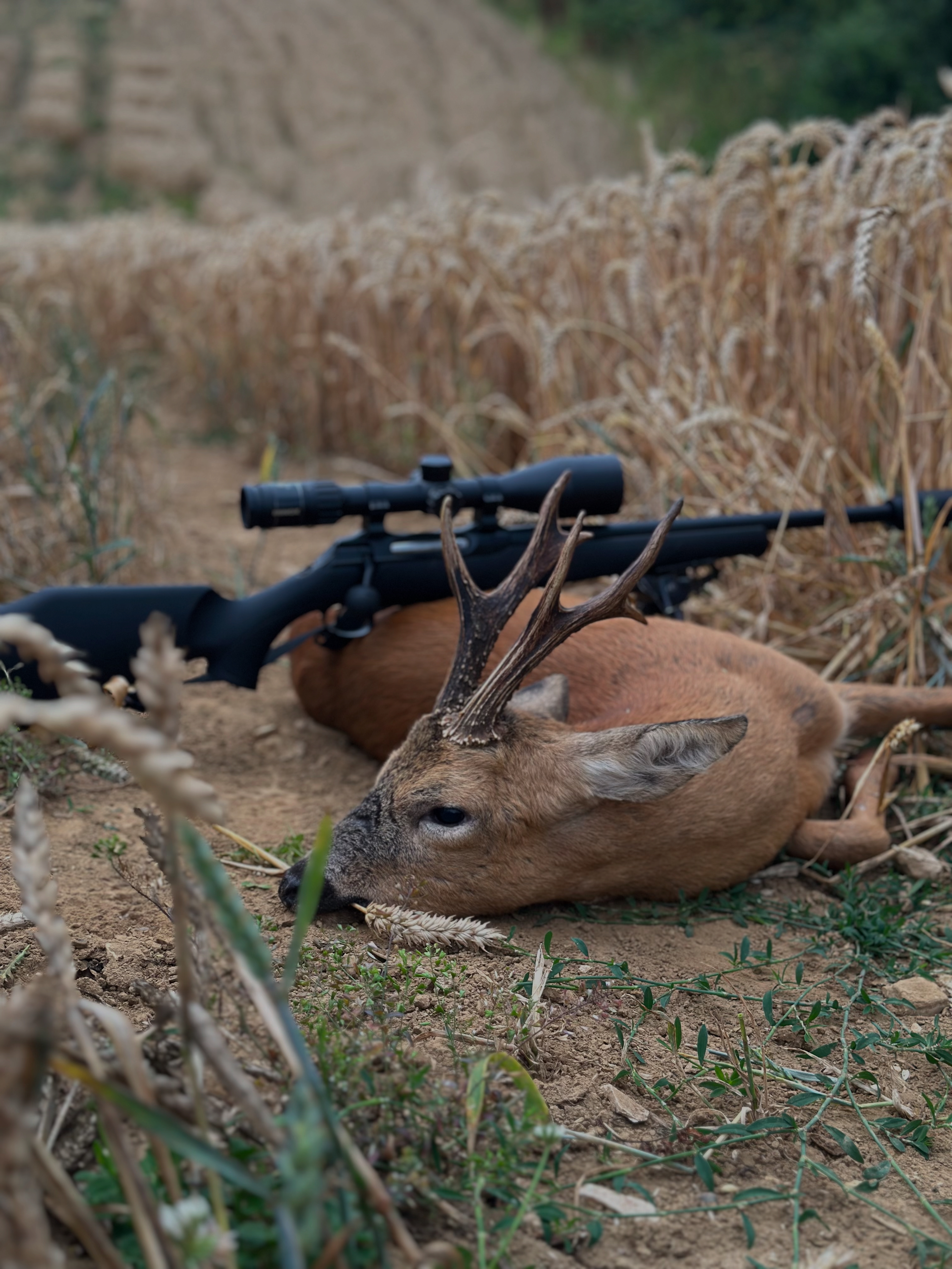 Marshall’s deer services