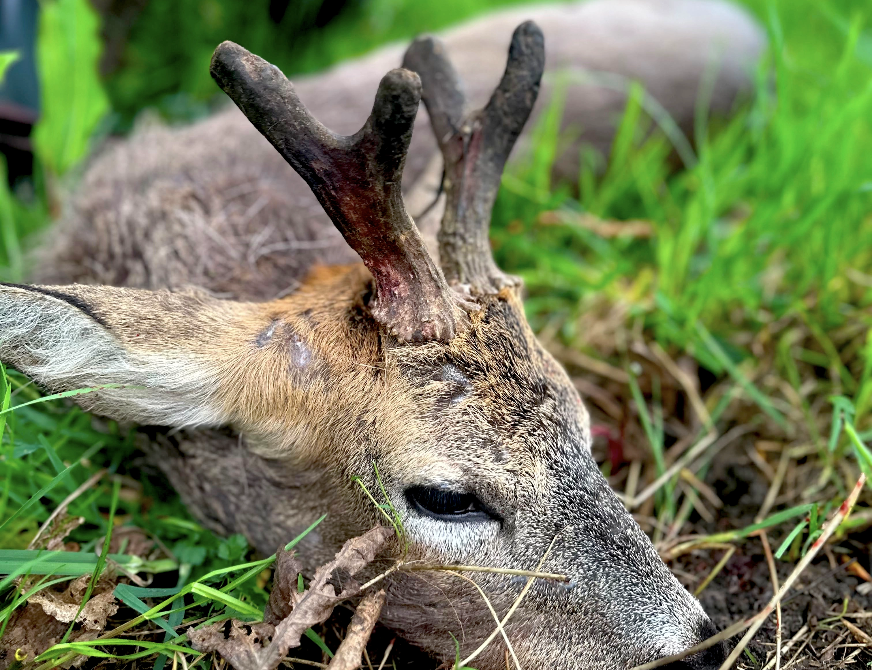 Somerset | Fallow hunting