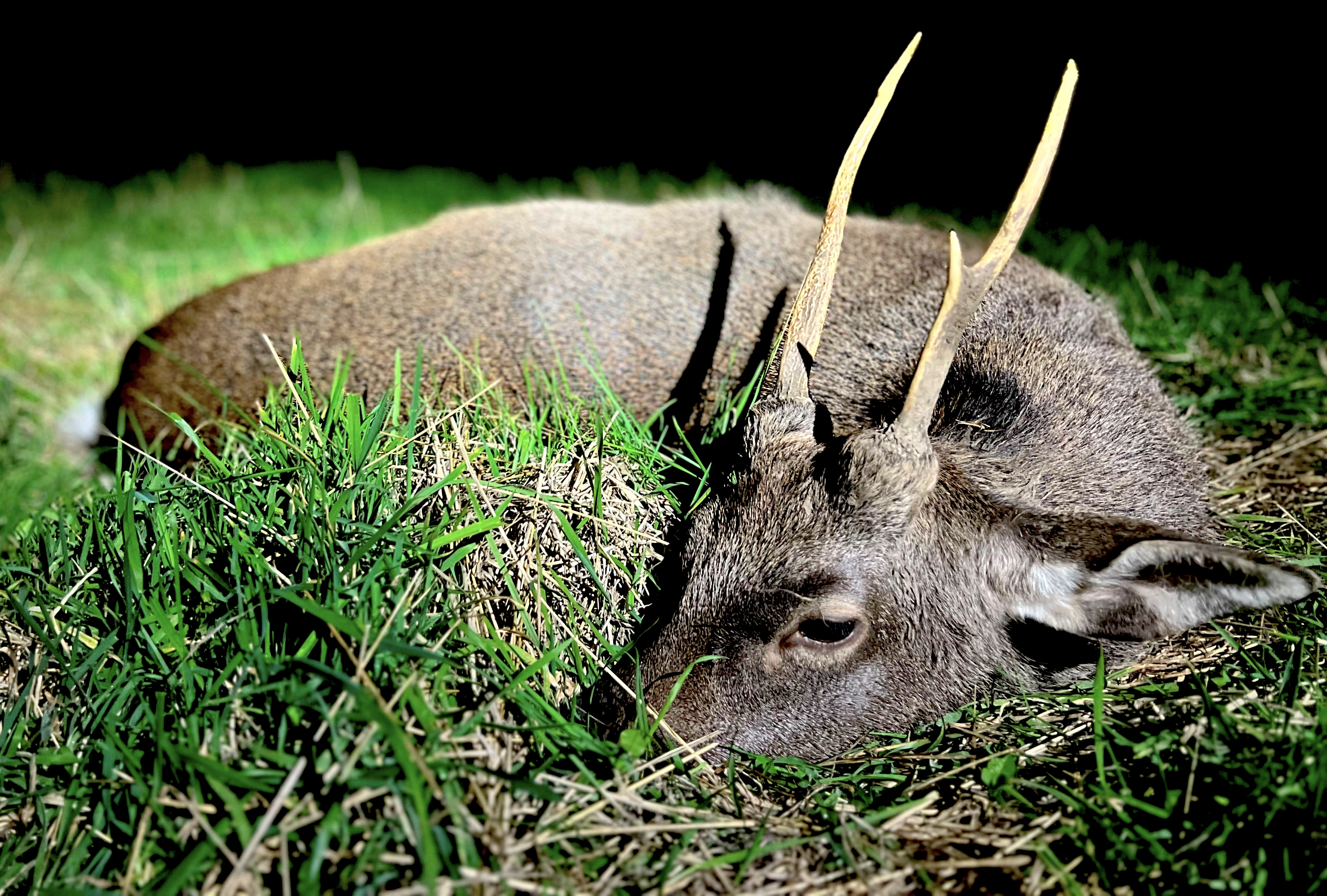 Somerset | Fallow hunting