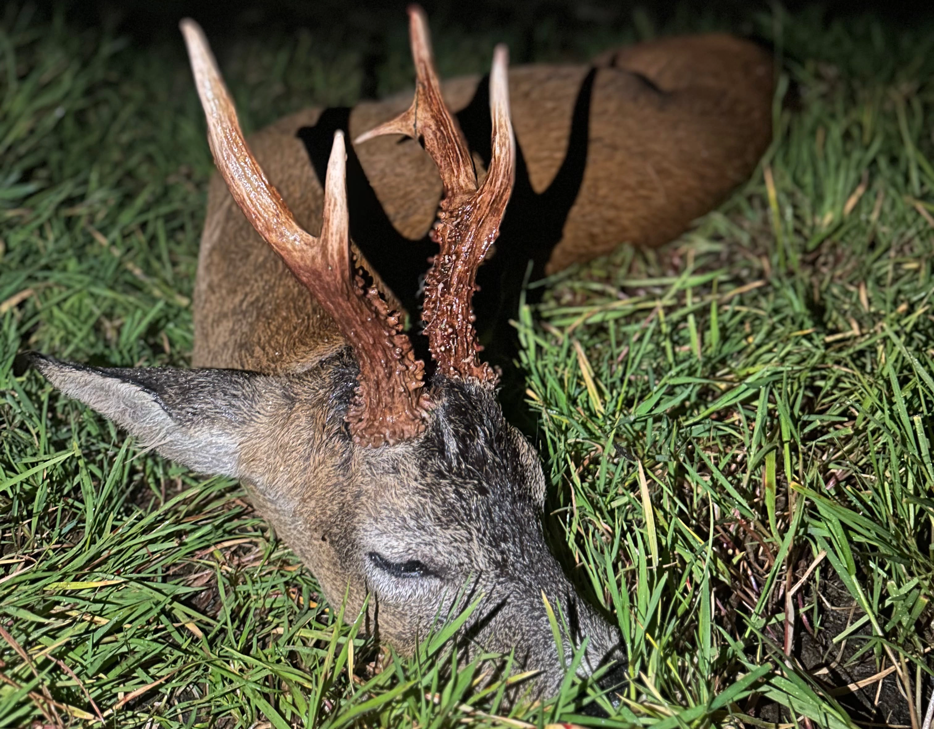 Somerset | Roe Buck Rut Hunting