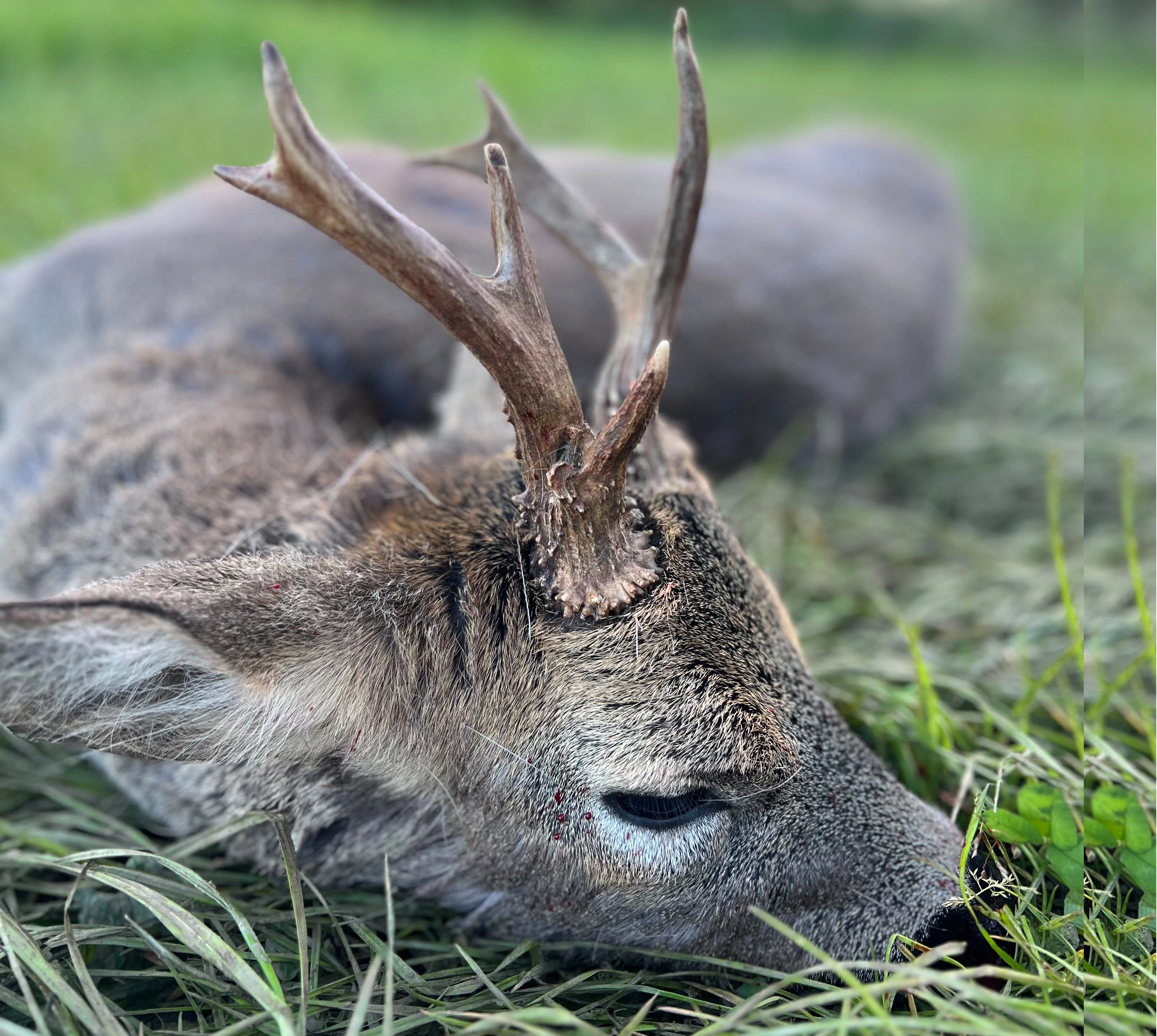 Somerset | Roe hunting