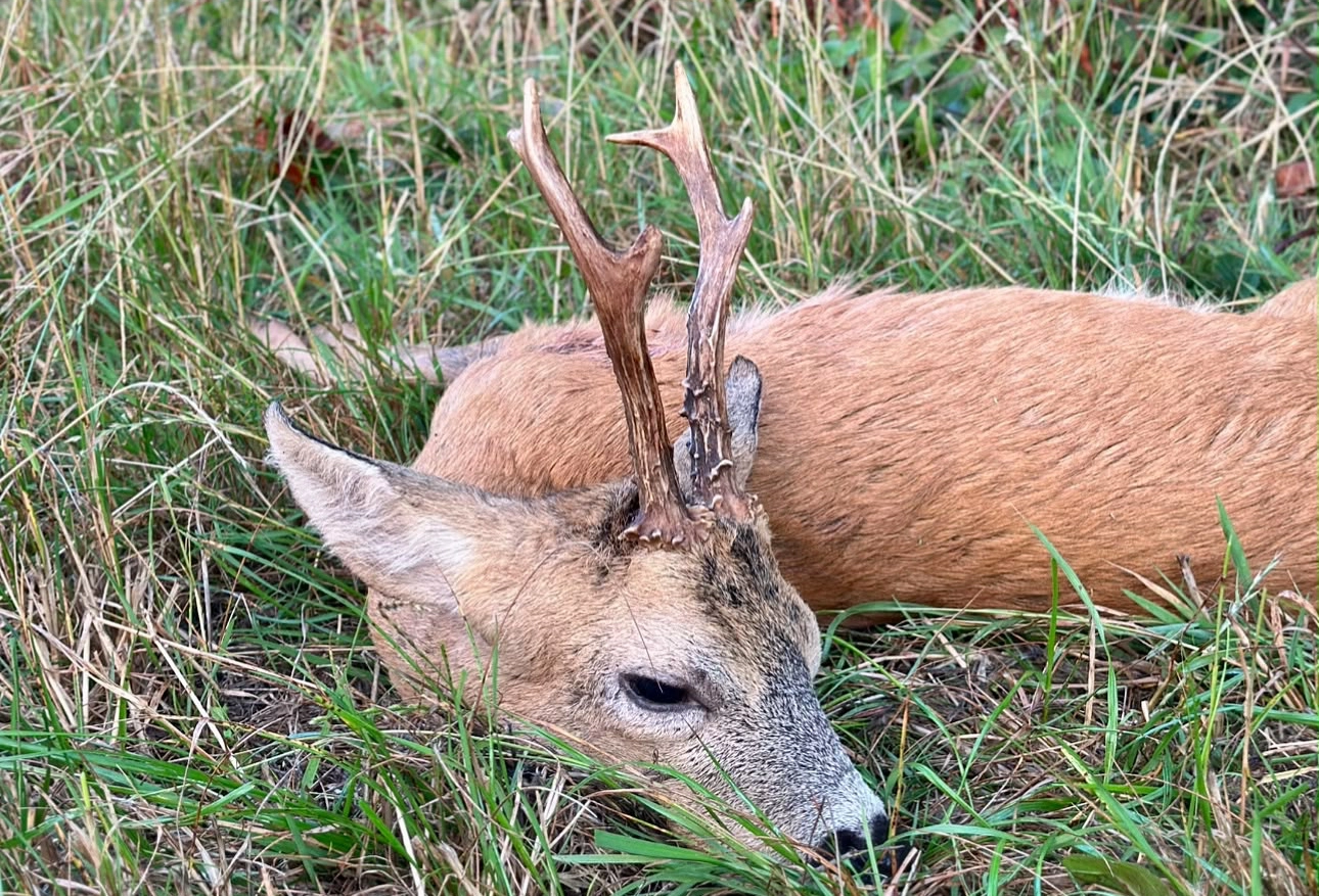 Somerset | Roe Buck Rut Hunting