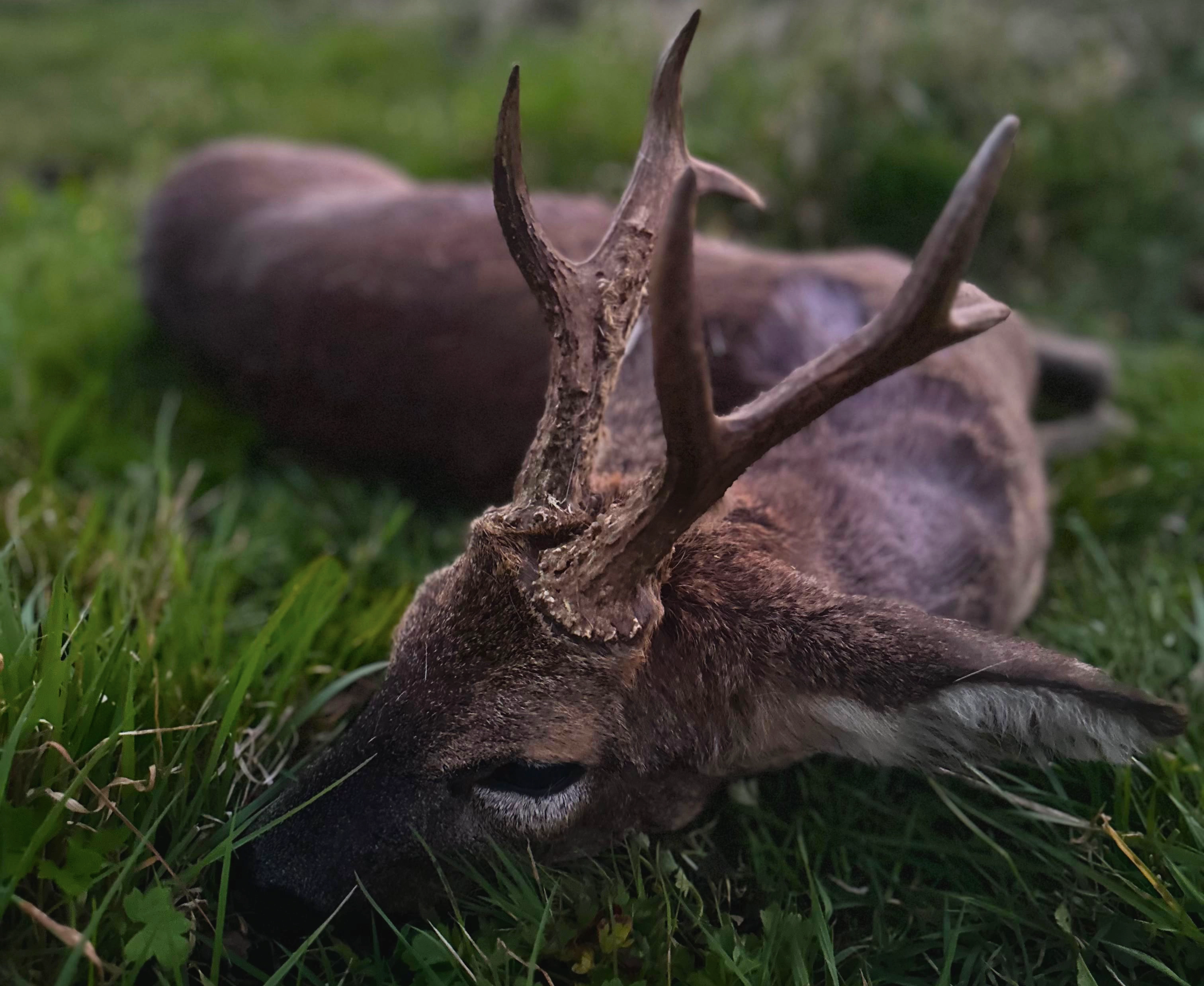 Somerset | Fallow hunting