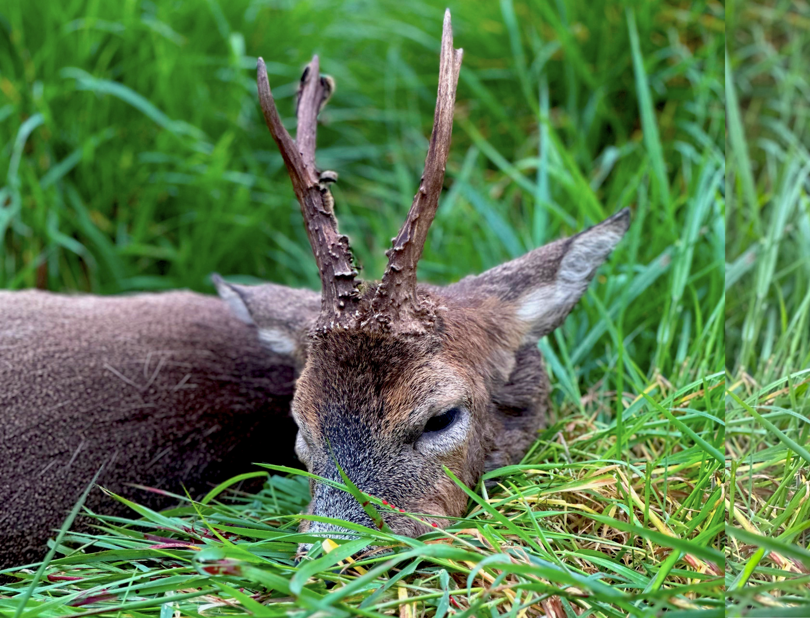 Somerset | Fallow hunting