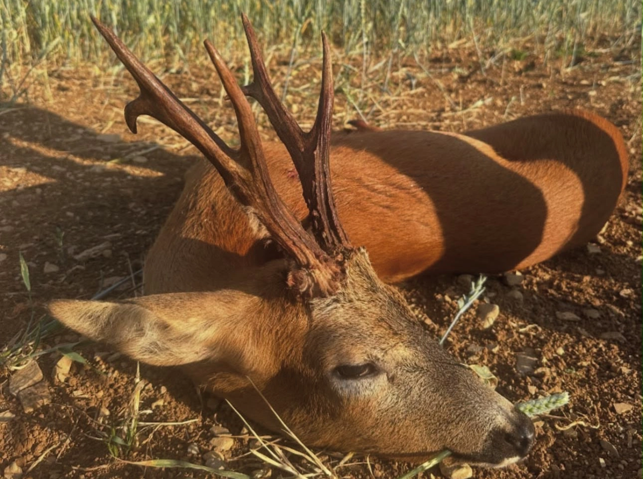 Somerset | Roe Buck Rut Hunting