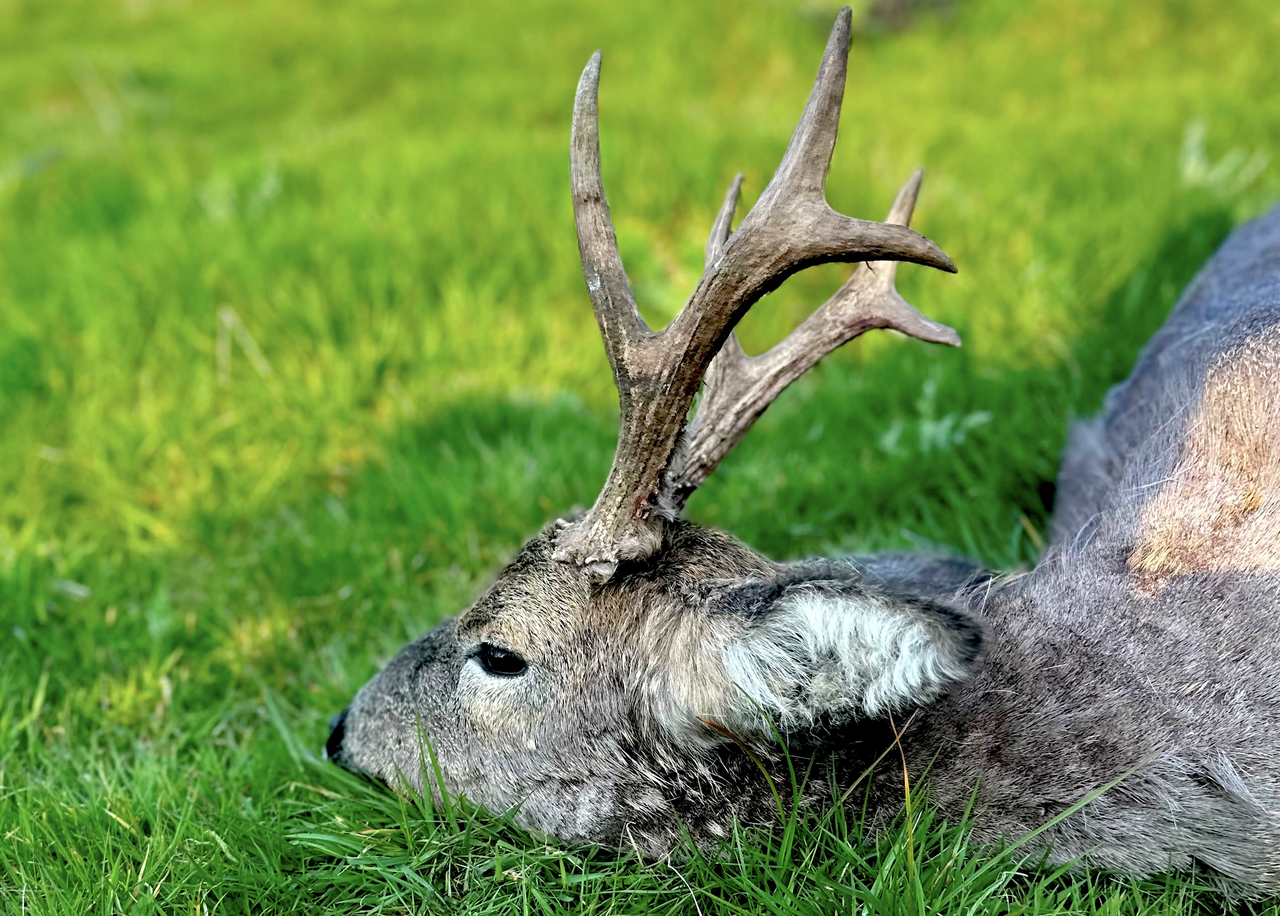 Somerset | Roe hunting