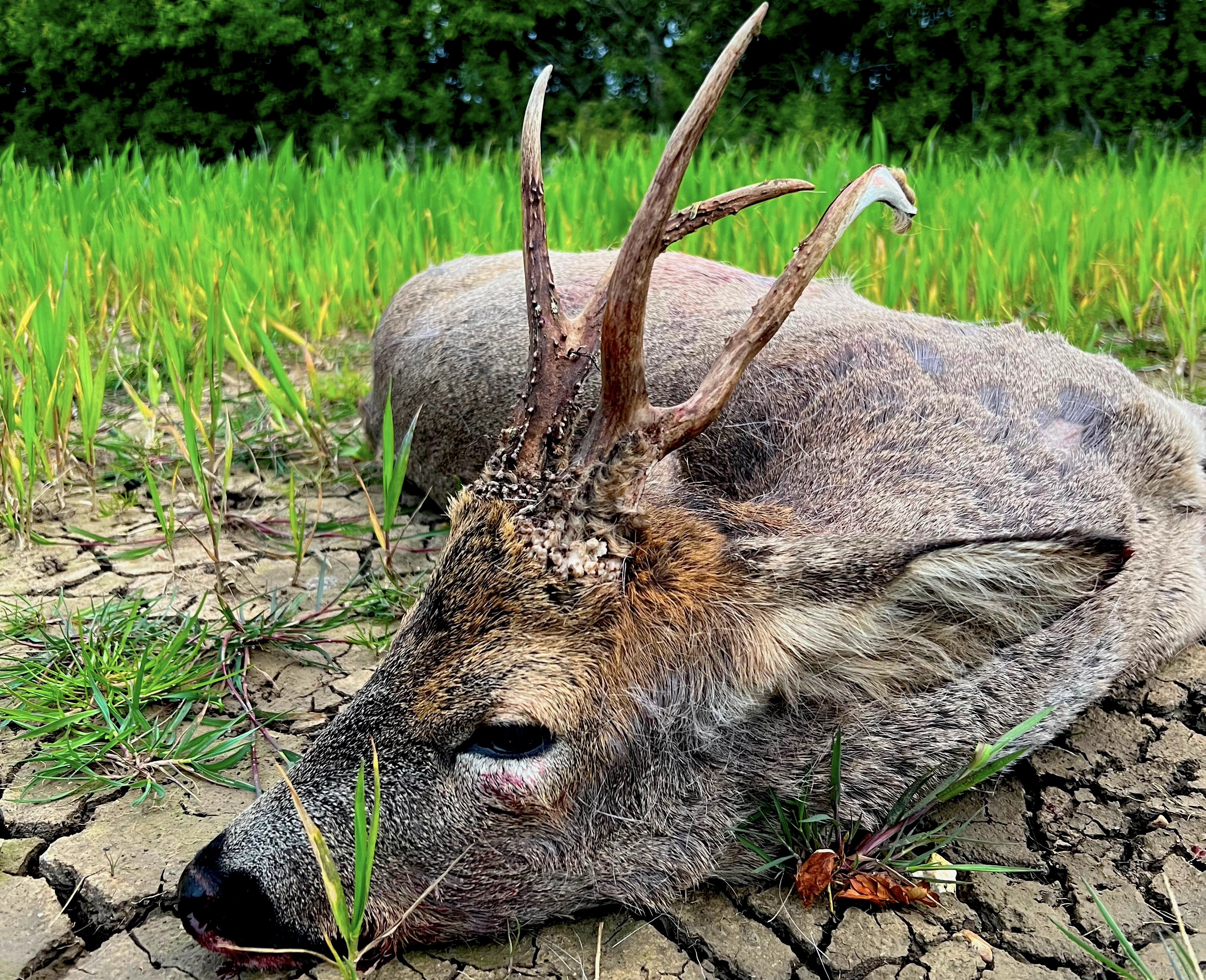 Somerset | Roe hunting