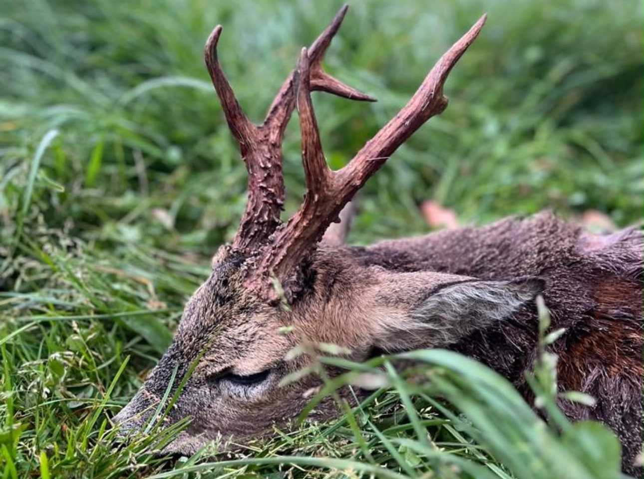 Somerset | Fallow hunting