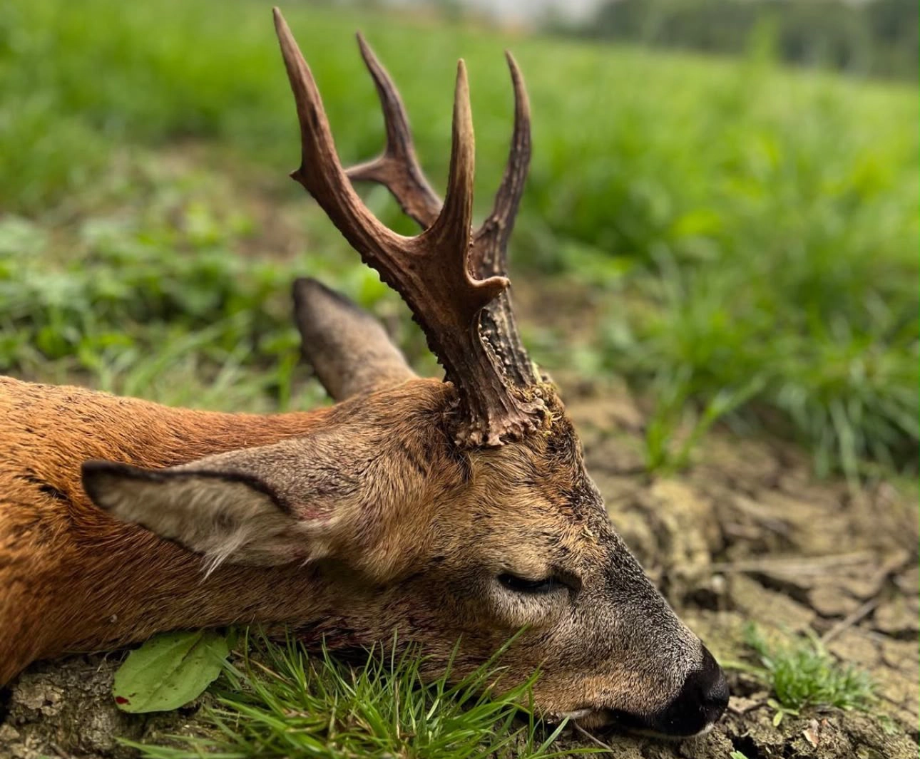 Somerset | Roe Buck Rut Hunting