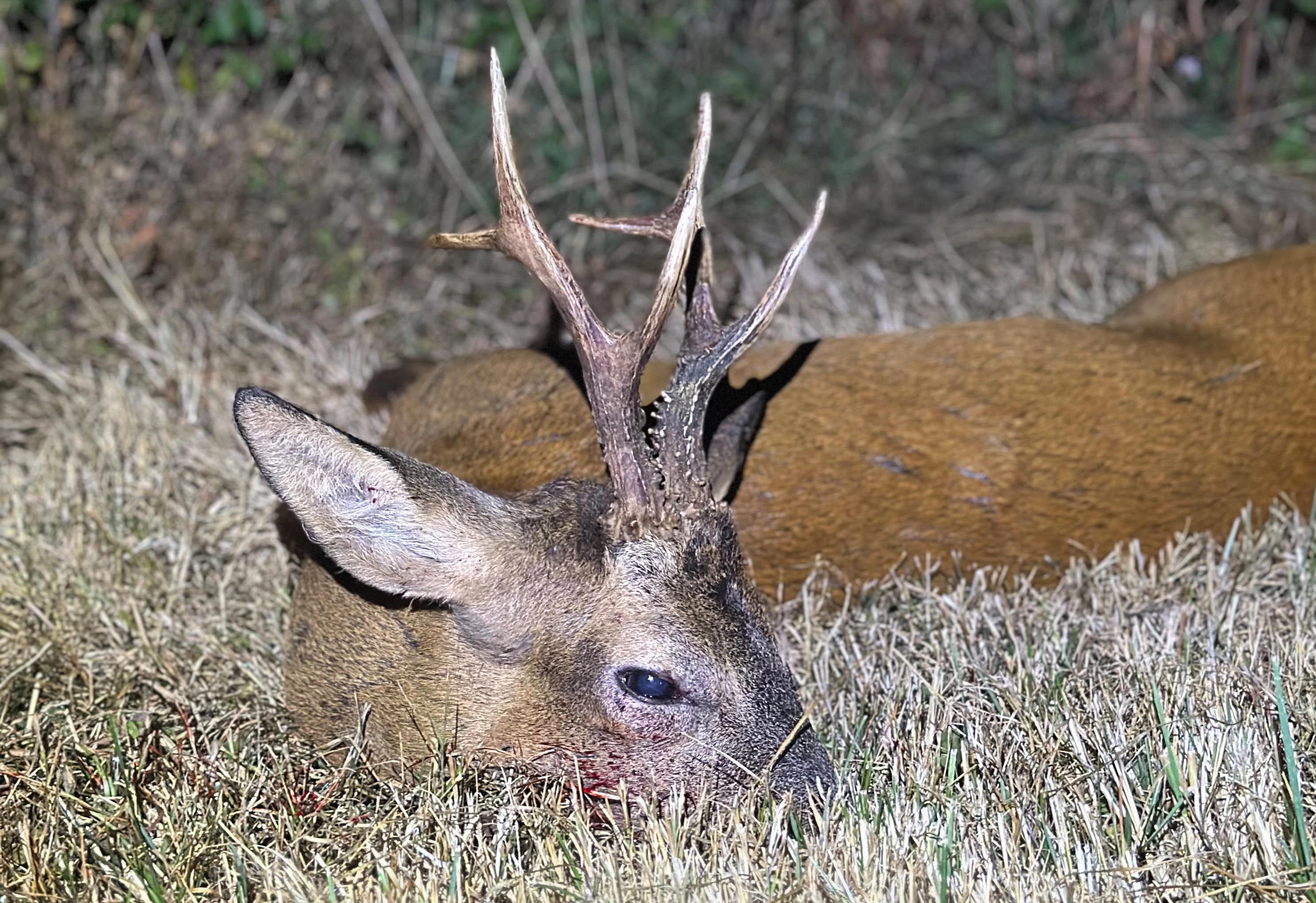 Somerset | Roe Buck Rut Hunting