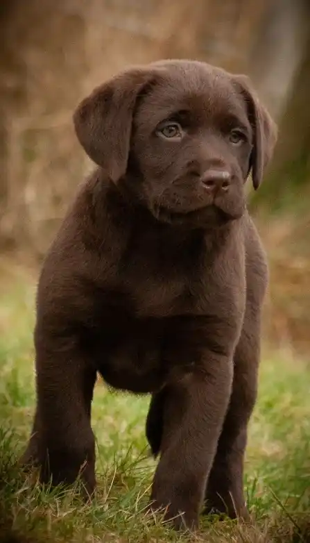 Gundog puppy - Rightgun.uk (3)