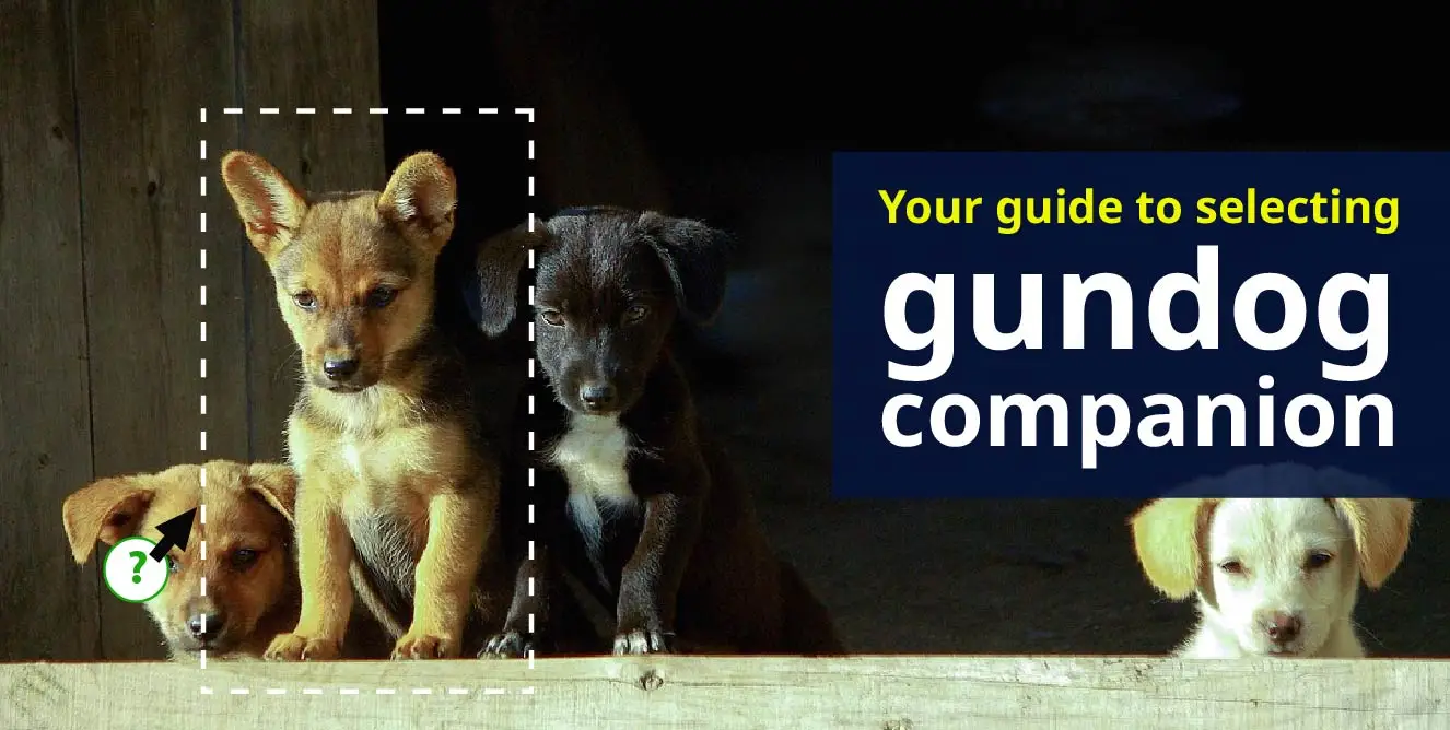 Choosing the perfect gundog puppy: What you need to know