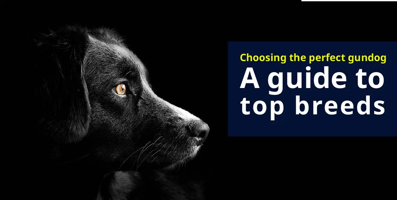 What gundog suits you?